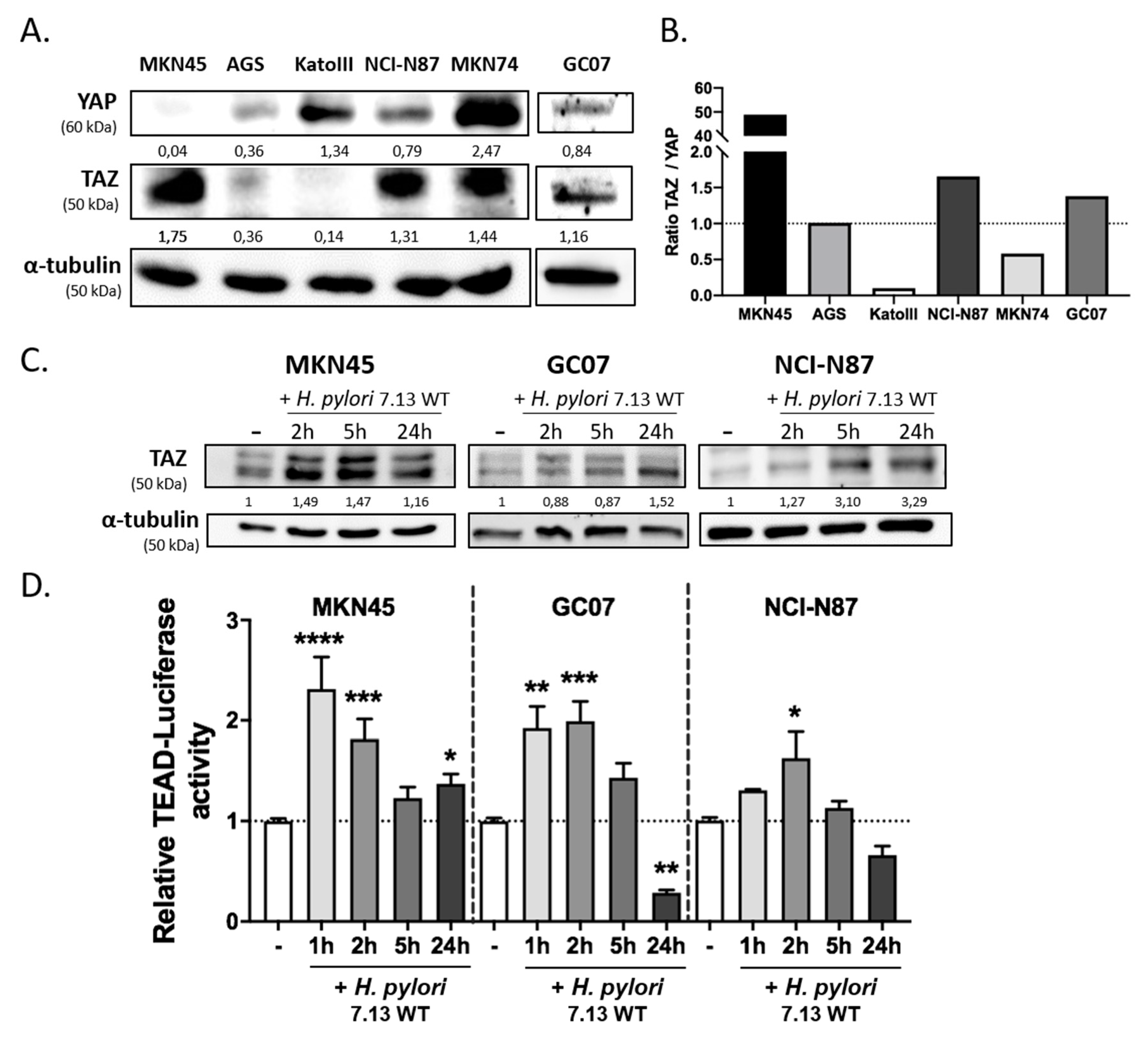 Cells 09 01462 g001 Cells 09 01462 g001