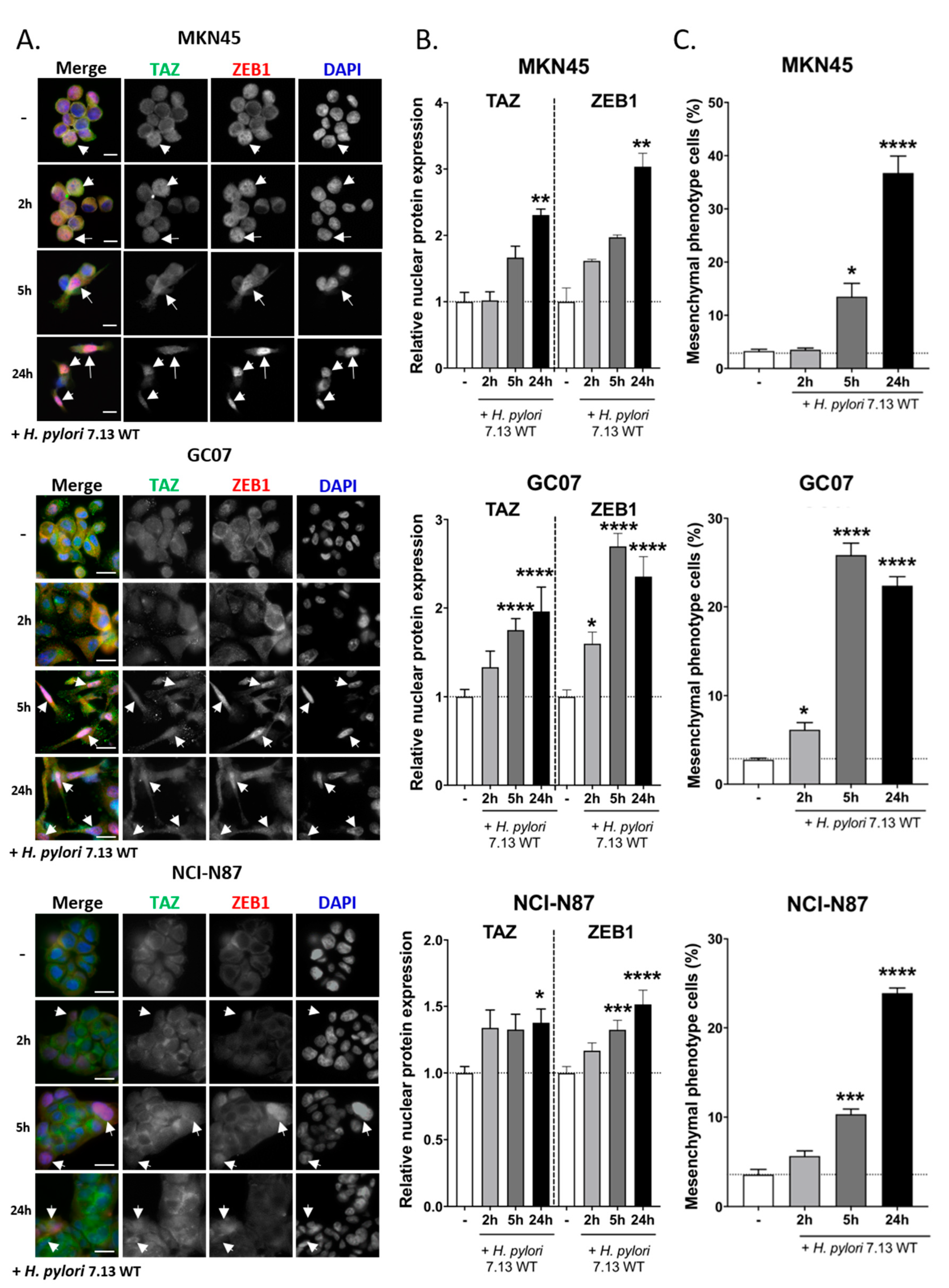 Cells 09 01462 g002 Cells 09 01462 g002