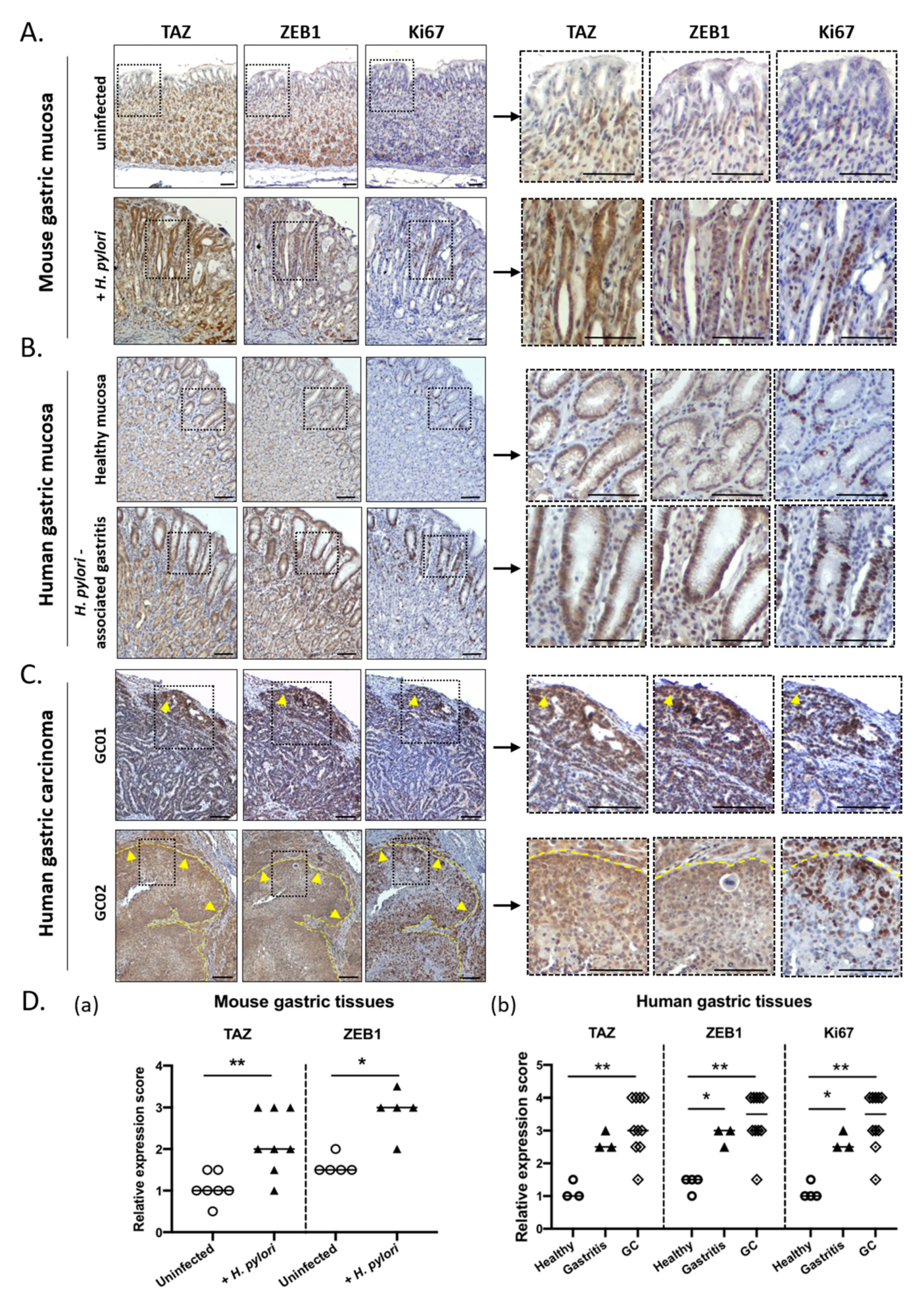 Cells 09 01462 g003 Cells 09 01462 g003