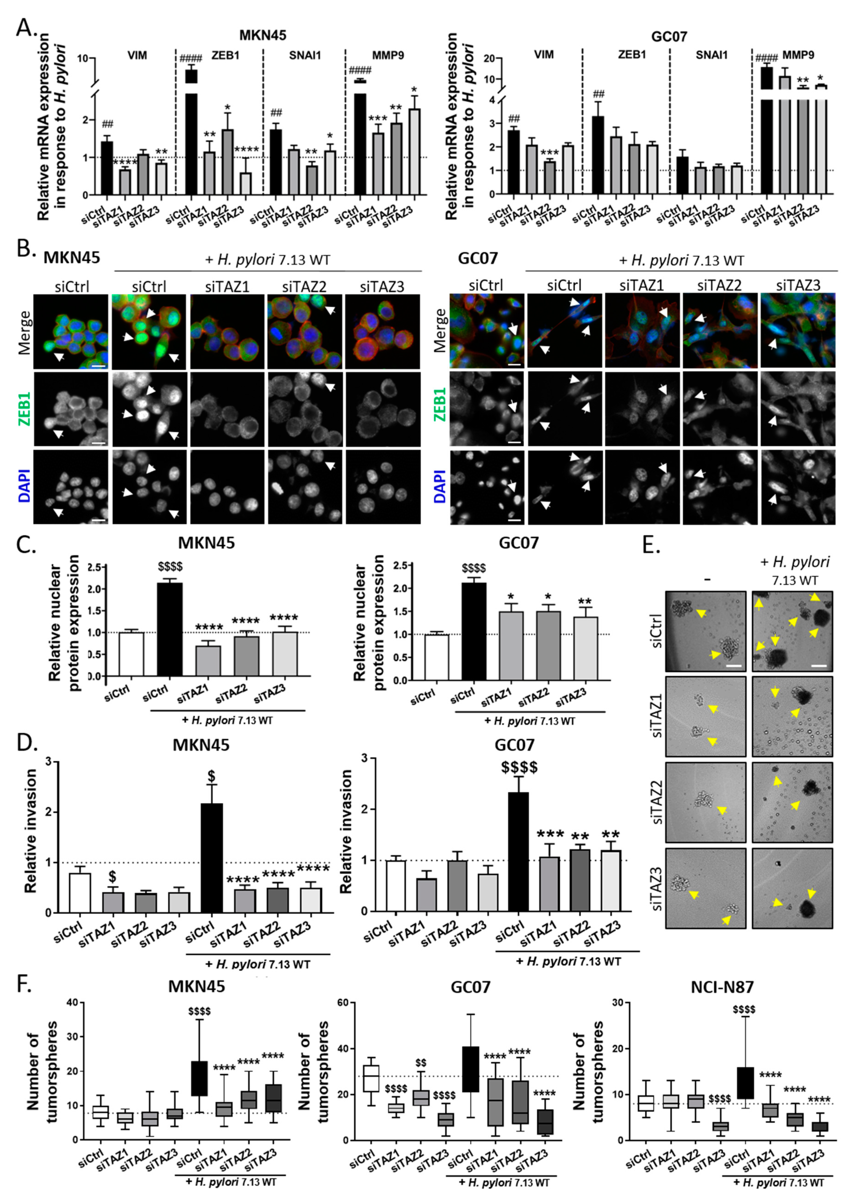 Cells 09 01462 g004 Cells 09 01462 g004