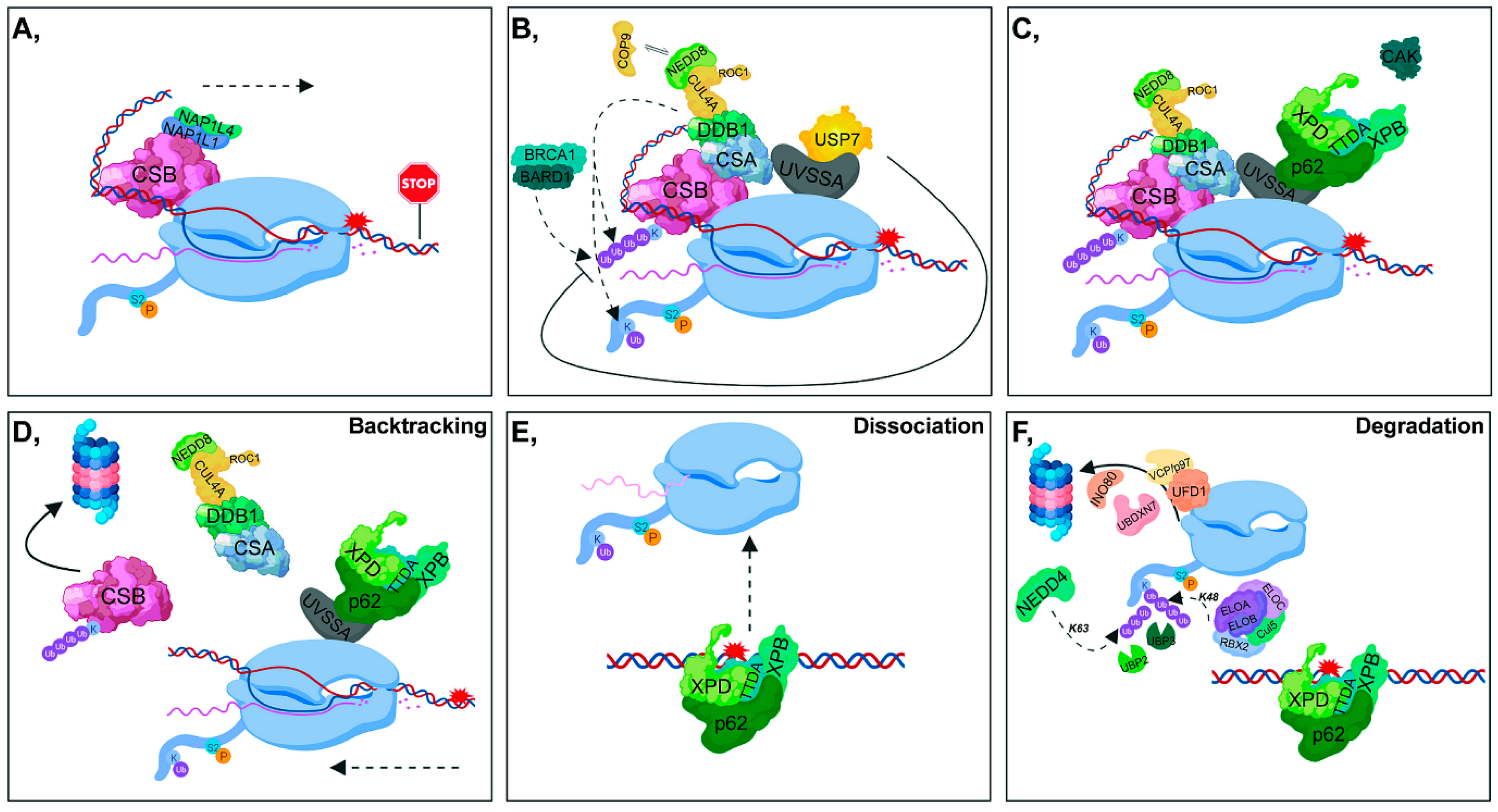 Cells 09 01466 g002 Cells 09 01466 g002