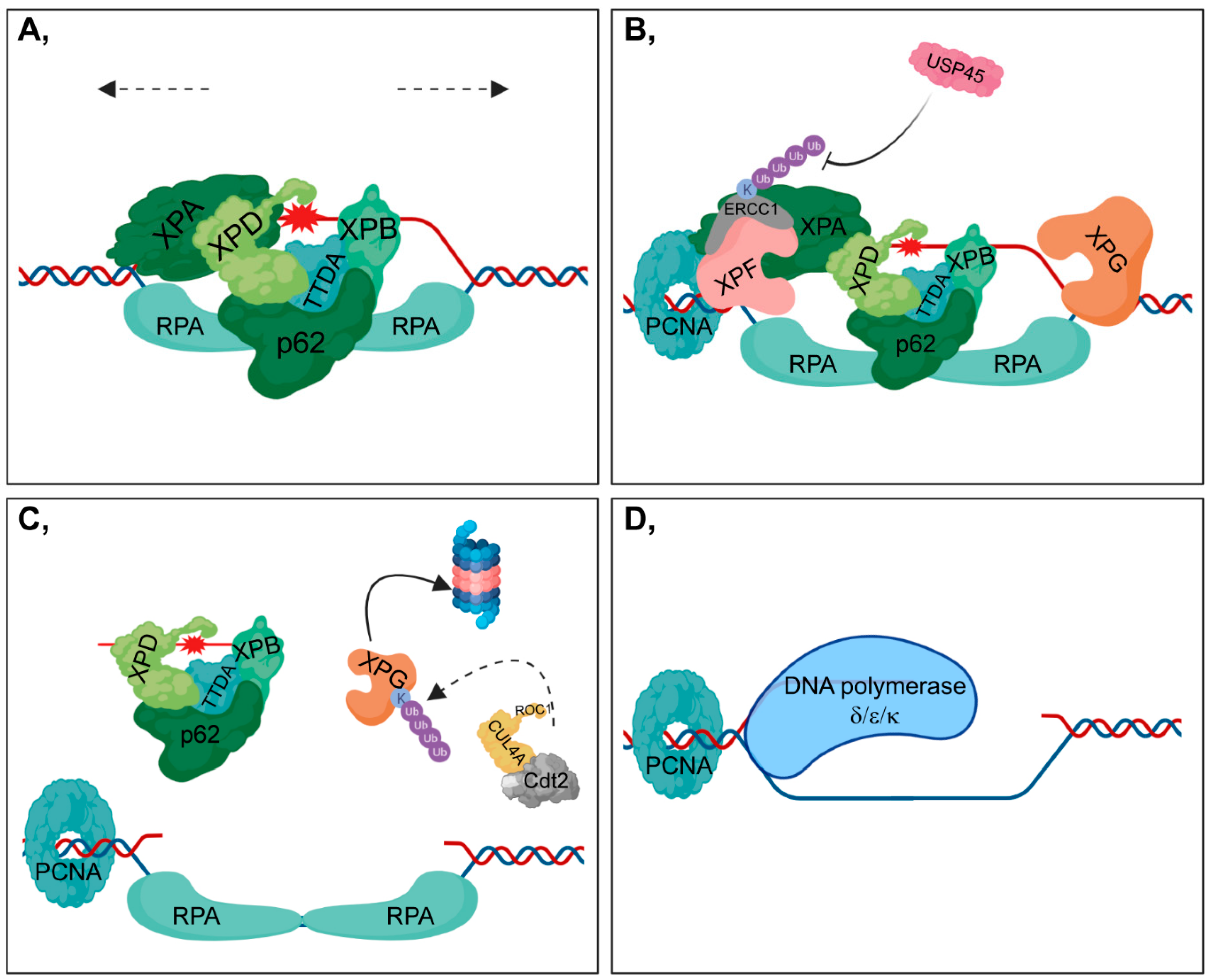 Cells 09 01466 g003 Cells 09 01466 g003