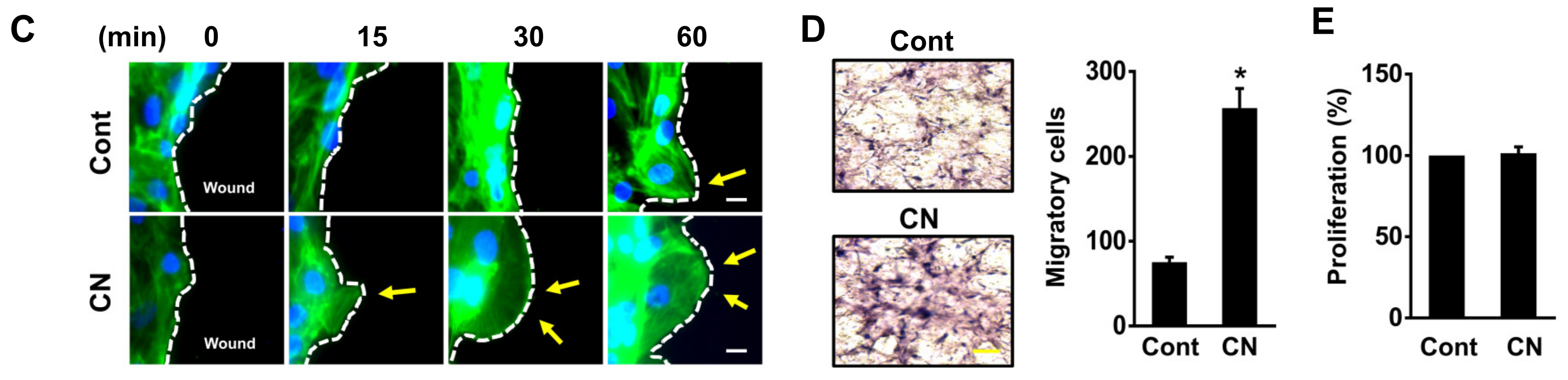 Cells 09 01467 g002b Cells 09 01467 g002b