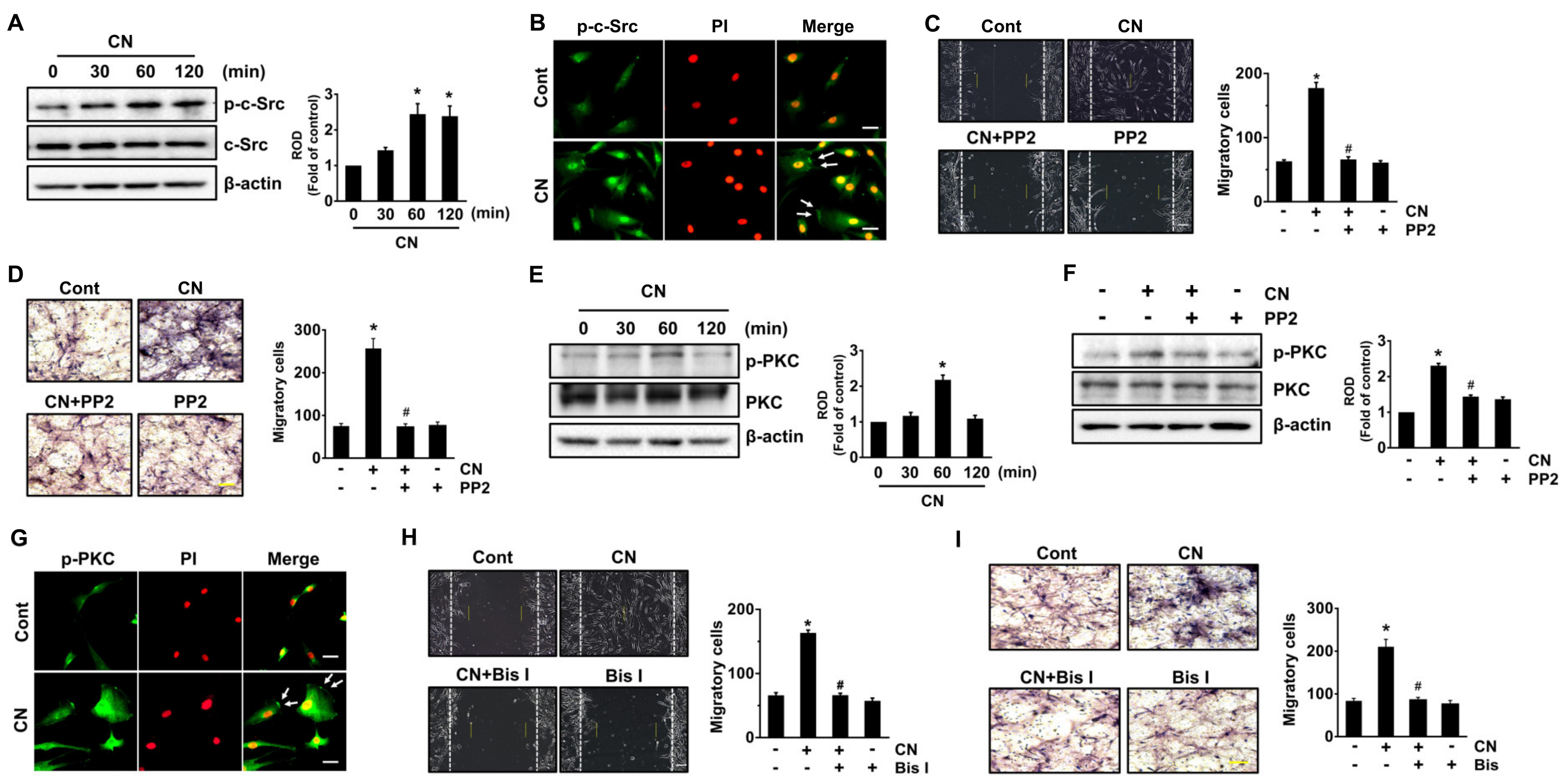 Cells 09 01467 g003 Cells 09 01467 g003