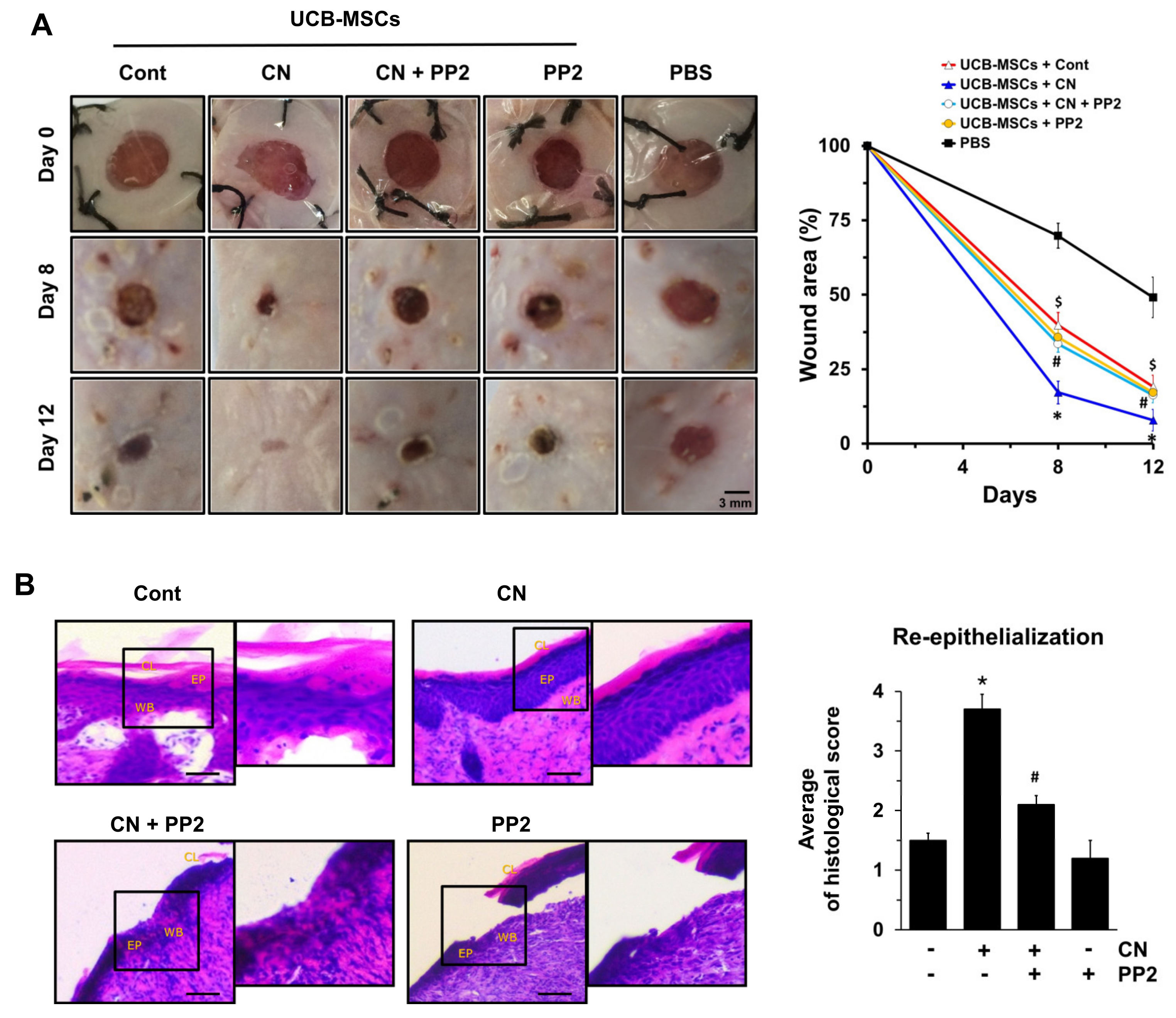 Cells 09 01467 g006 Cells 09 01467 g006