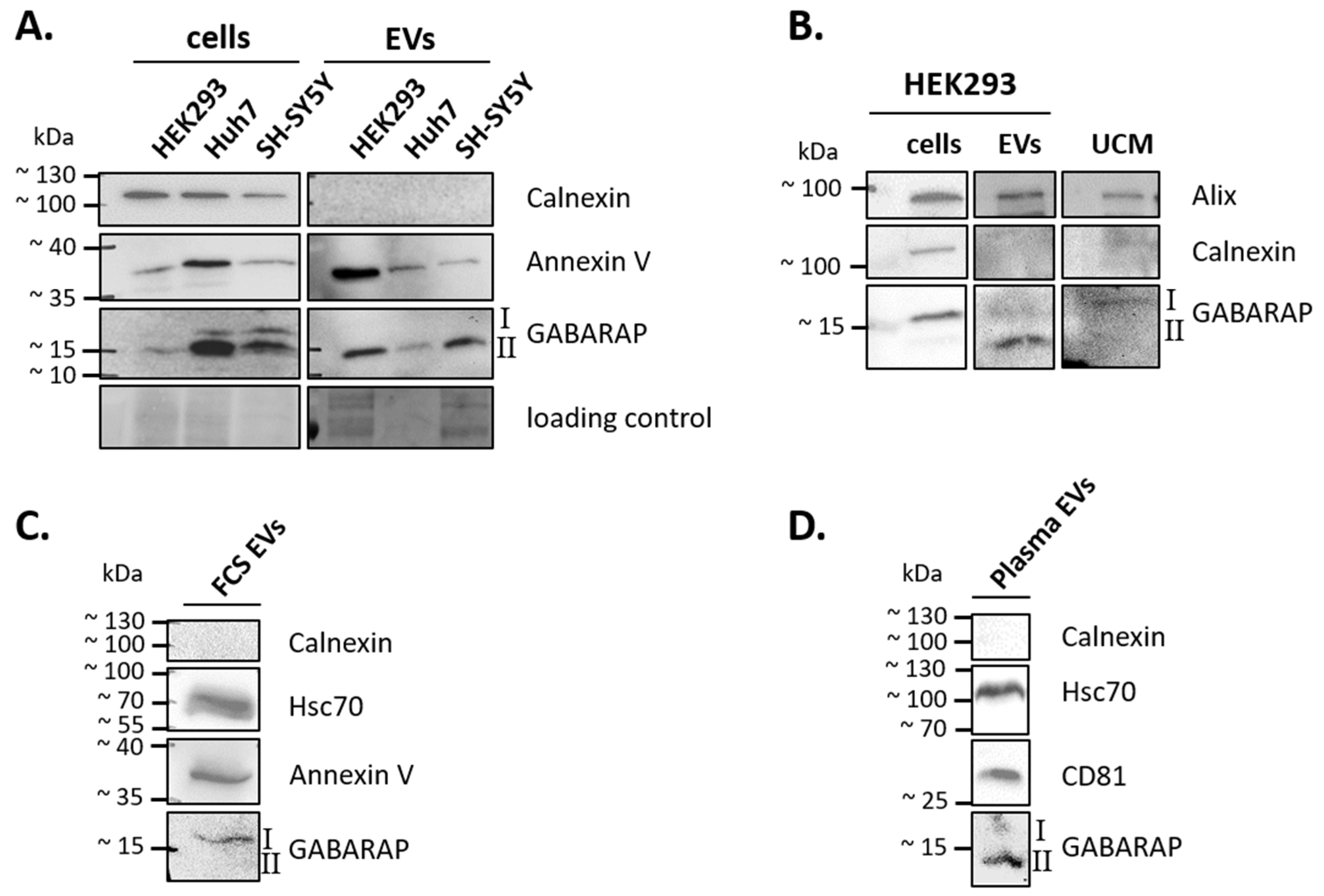 Cells 09 01468 g001