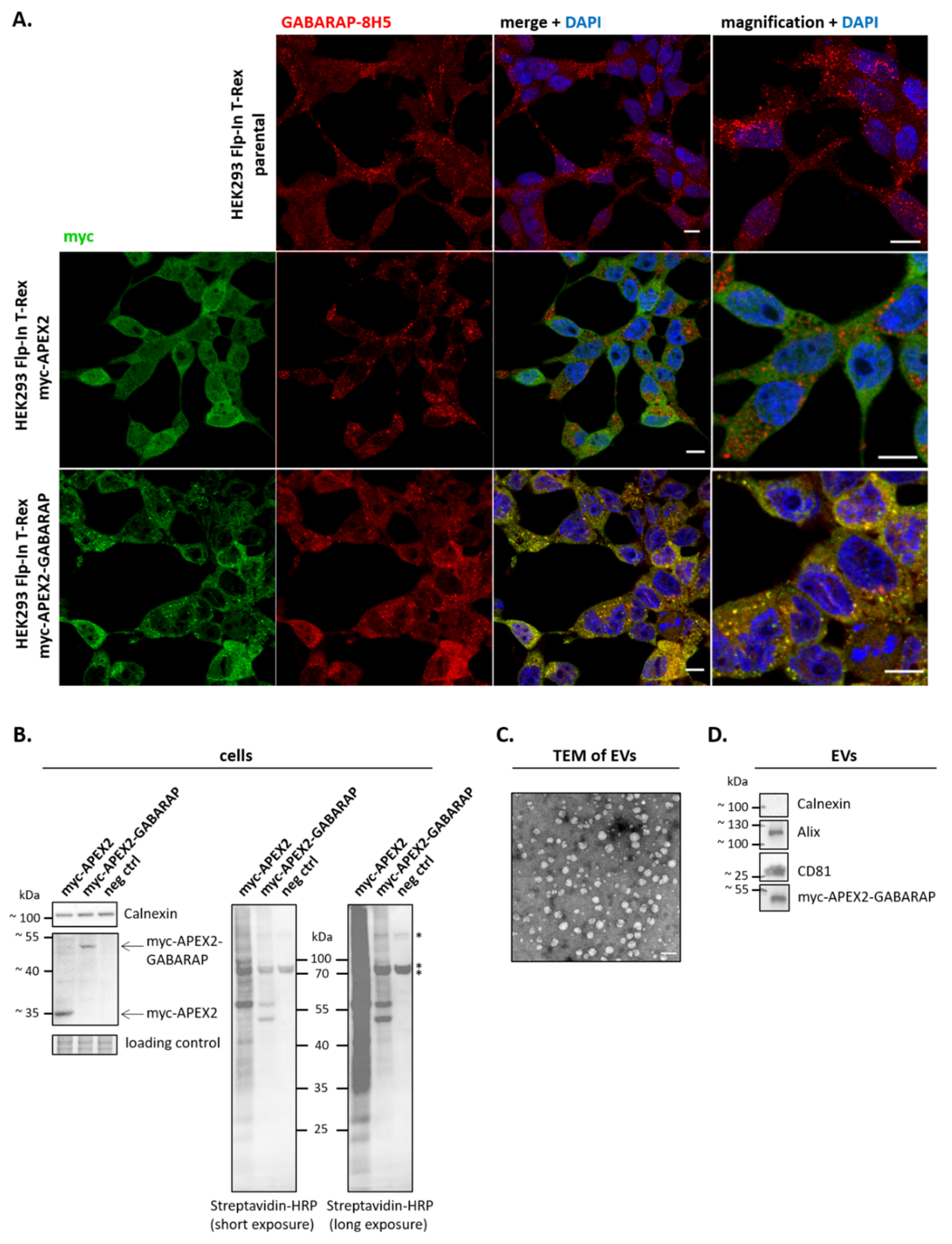 Cells 09 01468 g002