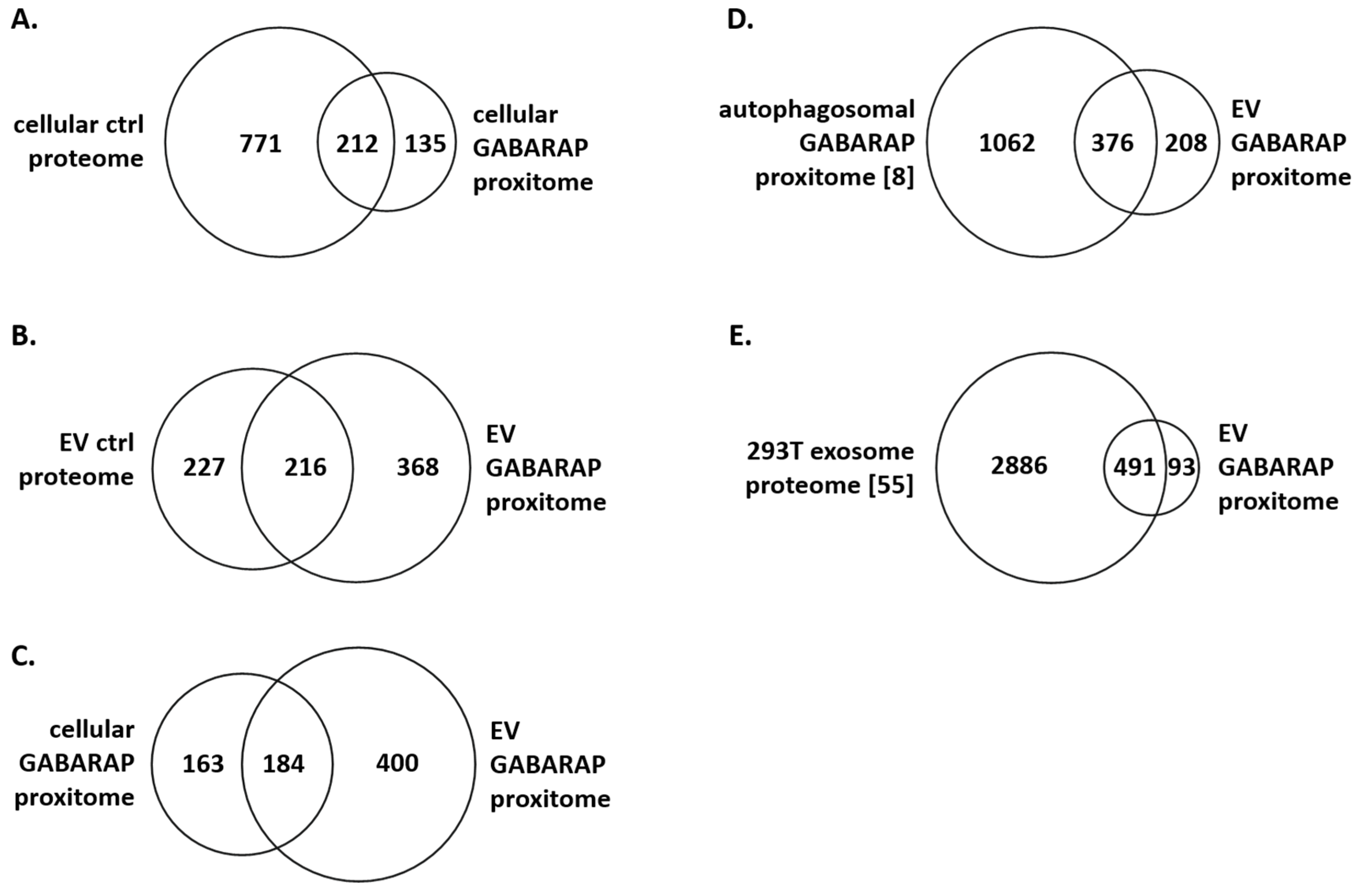 Cells Free Full Text The Gabarap Co Secretome Identified By Apex2 Gabarap Proximity Labelling Of Extracellular Vesicles Html Cells Free Full Text The Gabarap Co Secretome Identified By Apex2 Gabarap Proximity Labelling Of Extracellular Vesicles Html