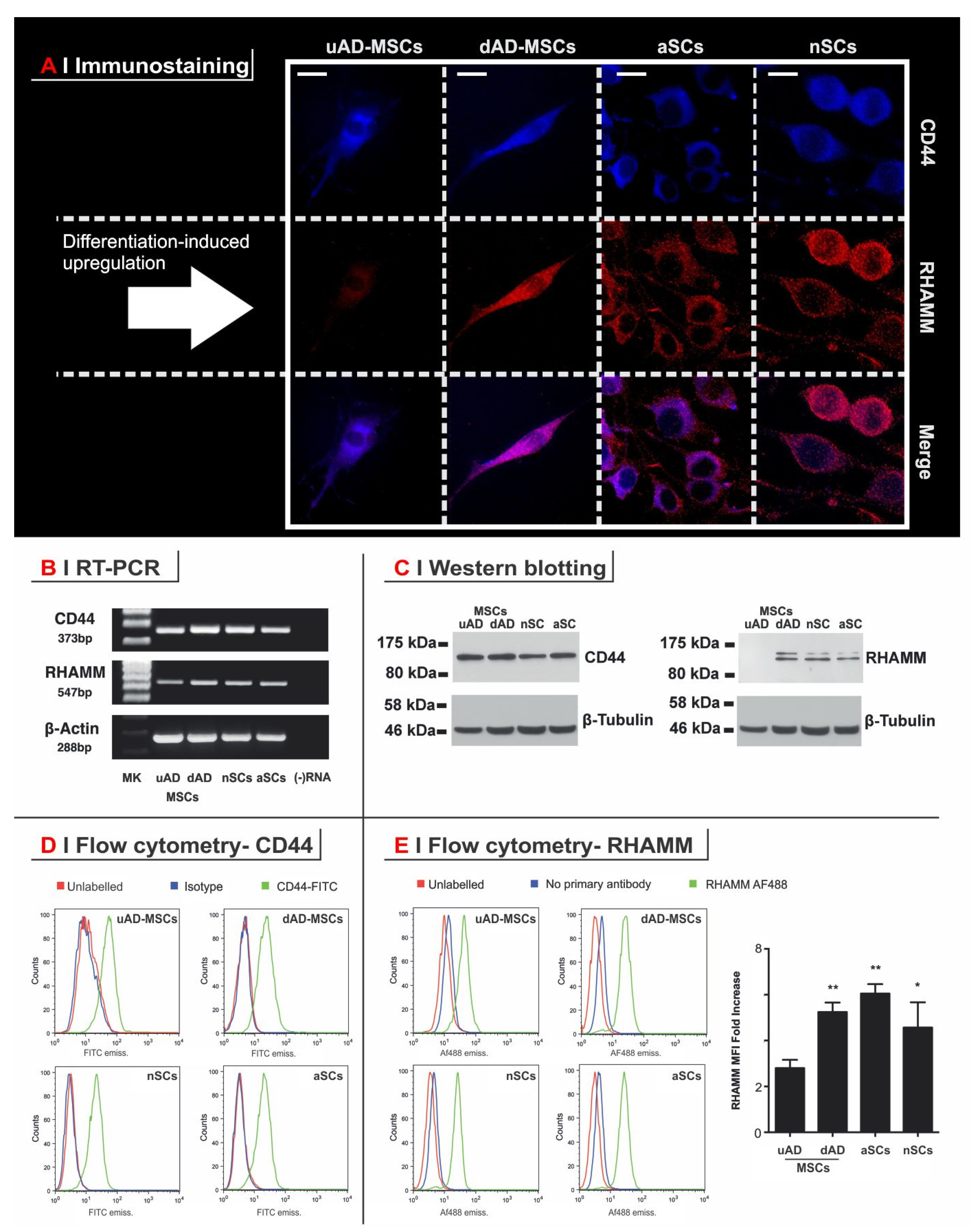Cells 09 01477 g002