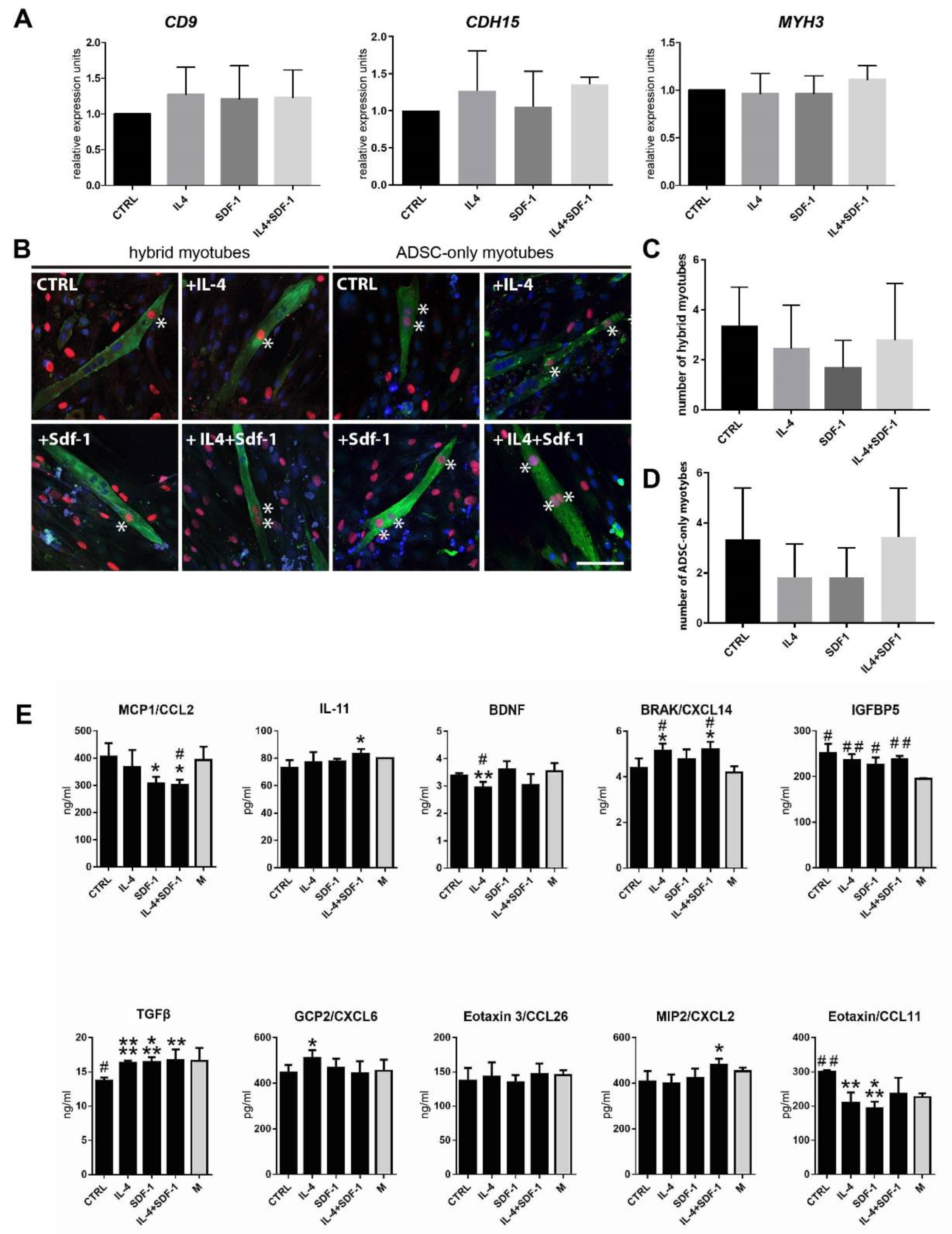 Cells Free Full Text Beneficial Effect Of Il 4 And Sdf 1 On Myogenic Potential Of Mouse And Human Adipose Tissue Derived Stromal Cells Cells Free Full Text Beneficial Effect Of Il 4 And Sdf 1 On Myogenic Potential Of Mouse And Human Adipose Tissue Derived Stromal Cells