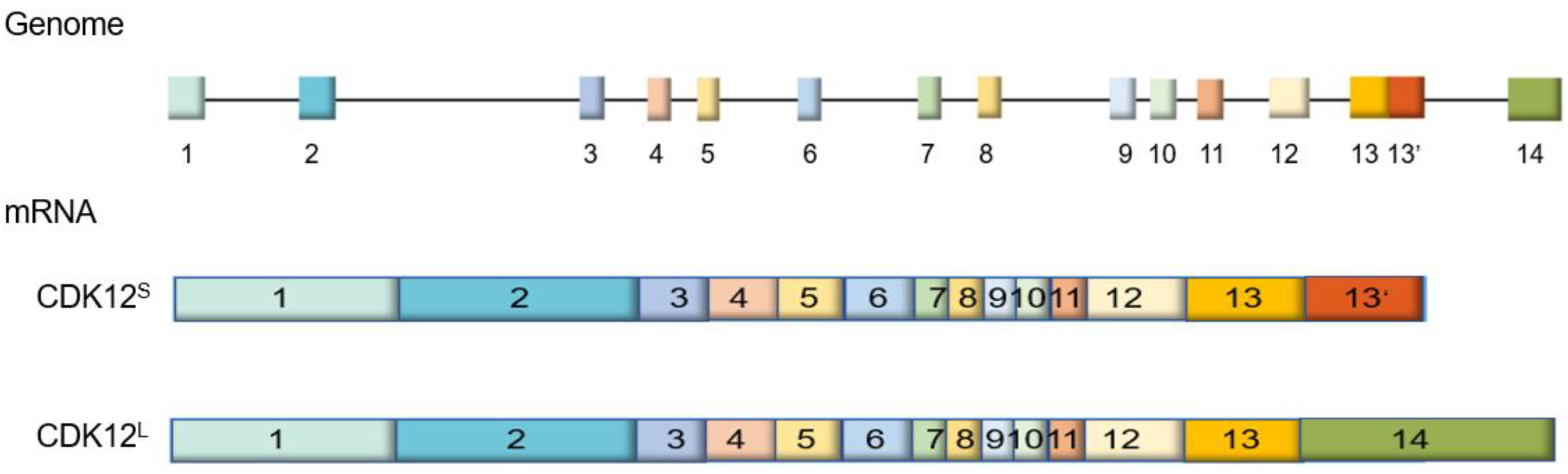 Cells 09 01483 g001 Cells 09 01483 g001