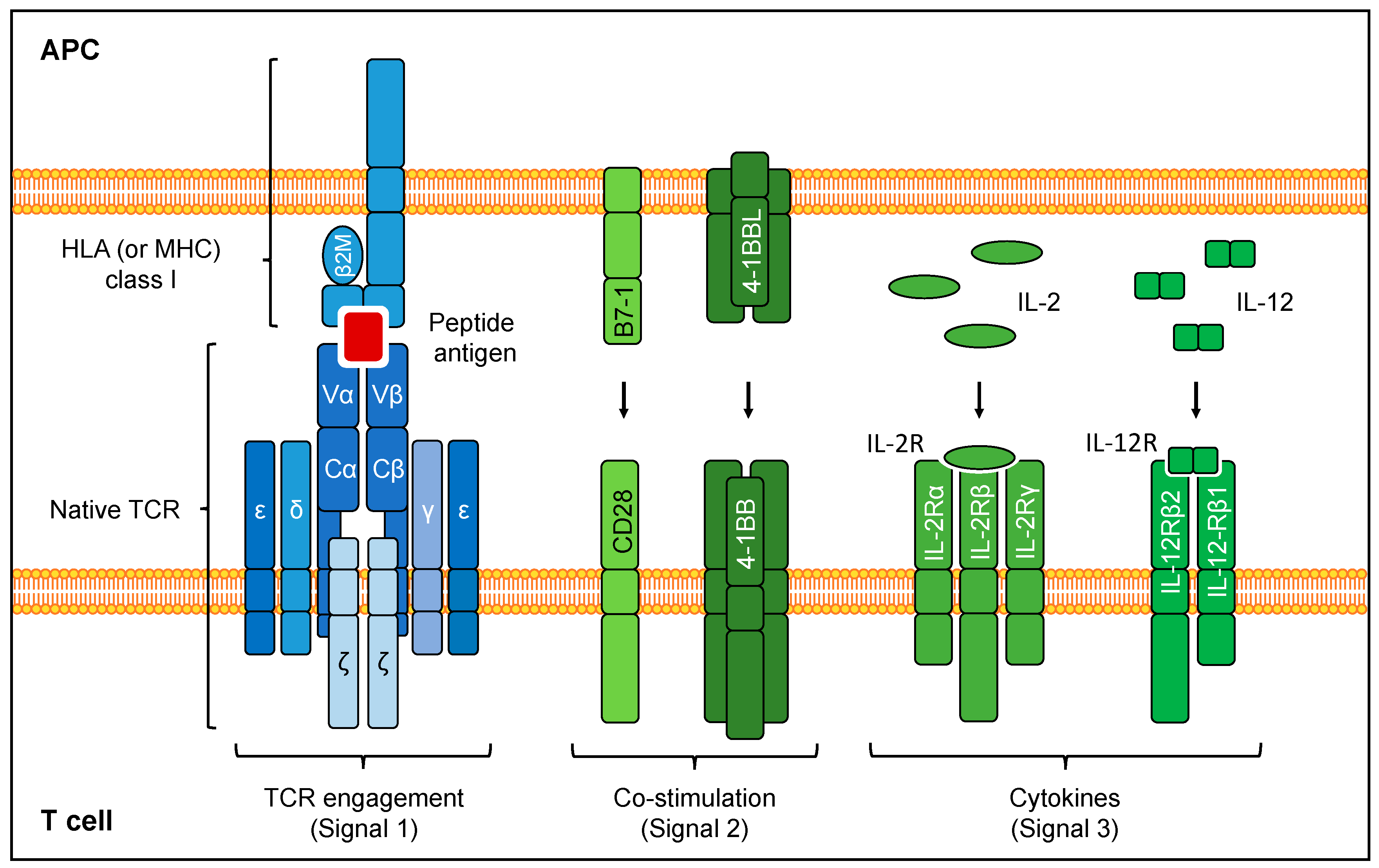 TCR Tackle