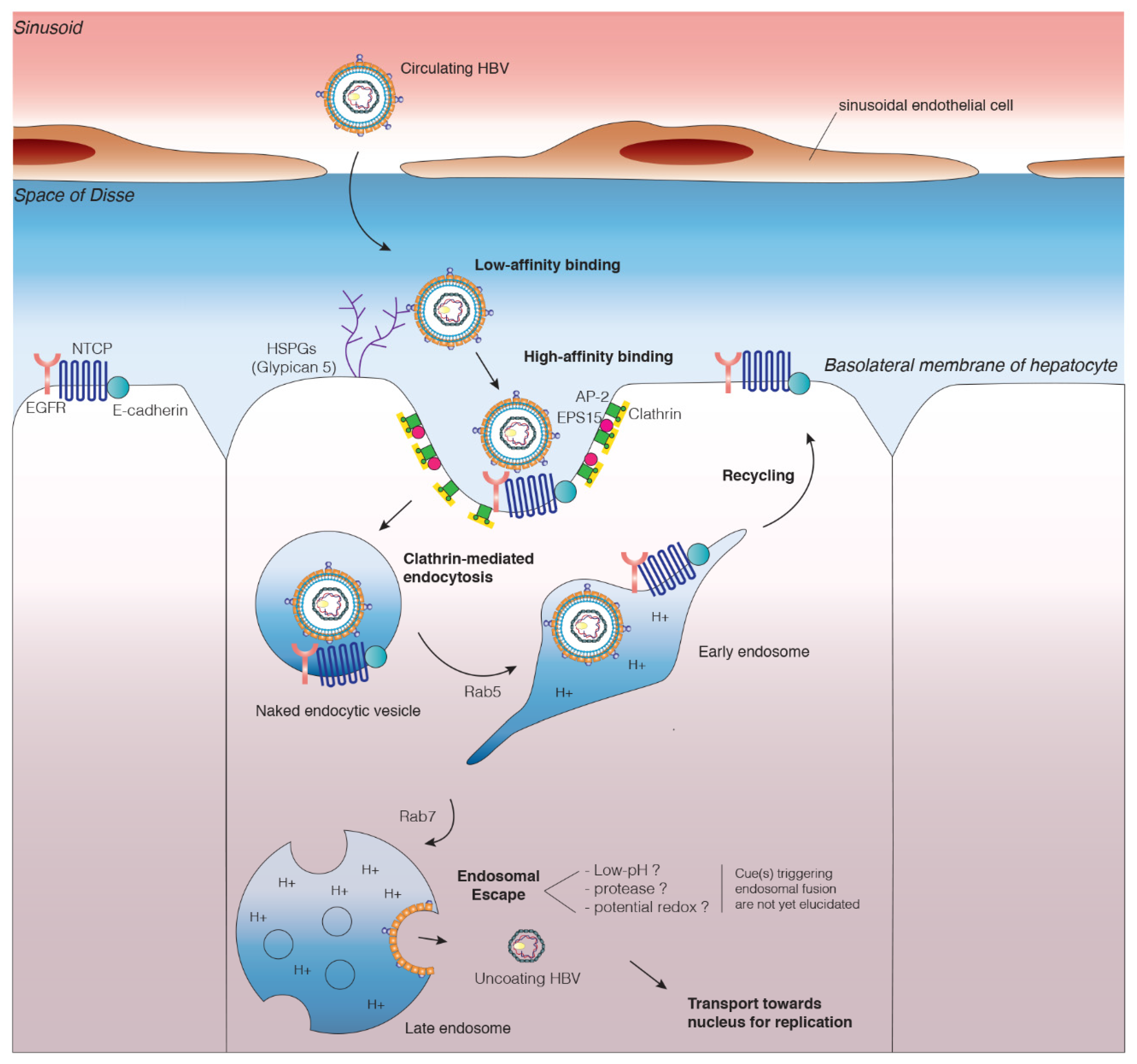 research proposal on hepatitis b virus