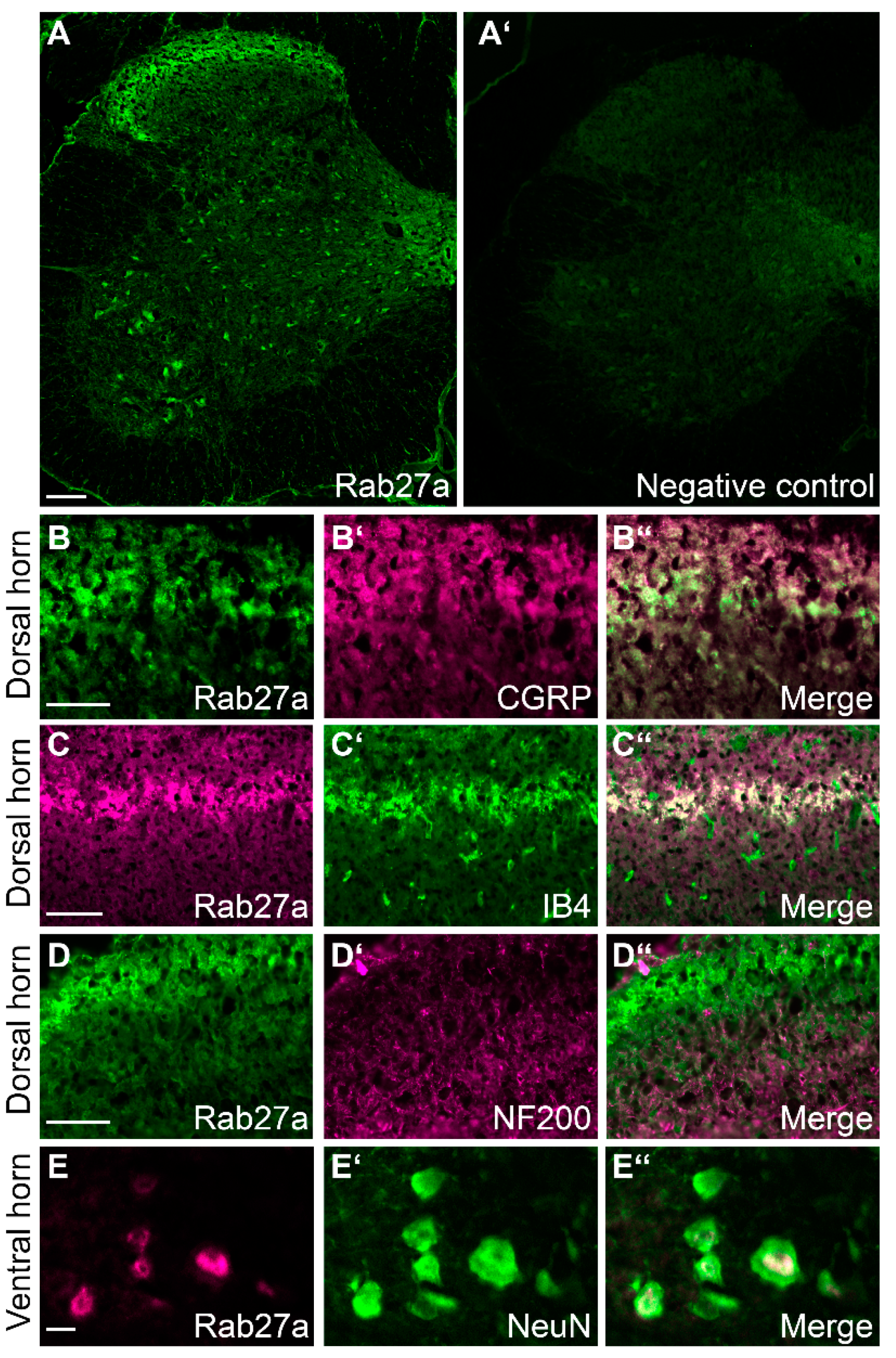 Cells 09 01488 g002 Cells 09 01488 g002