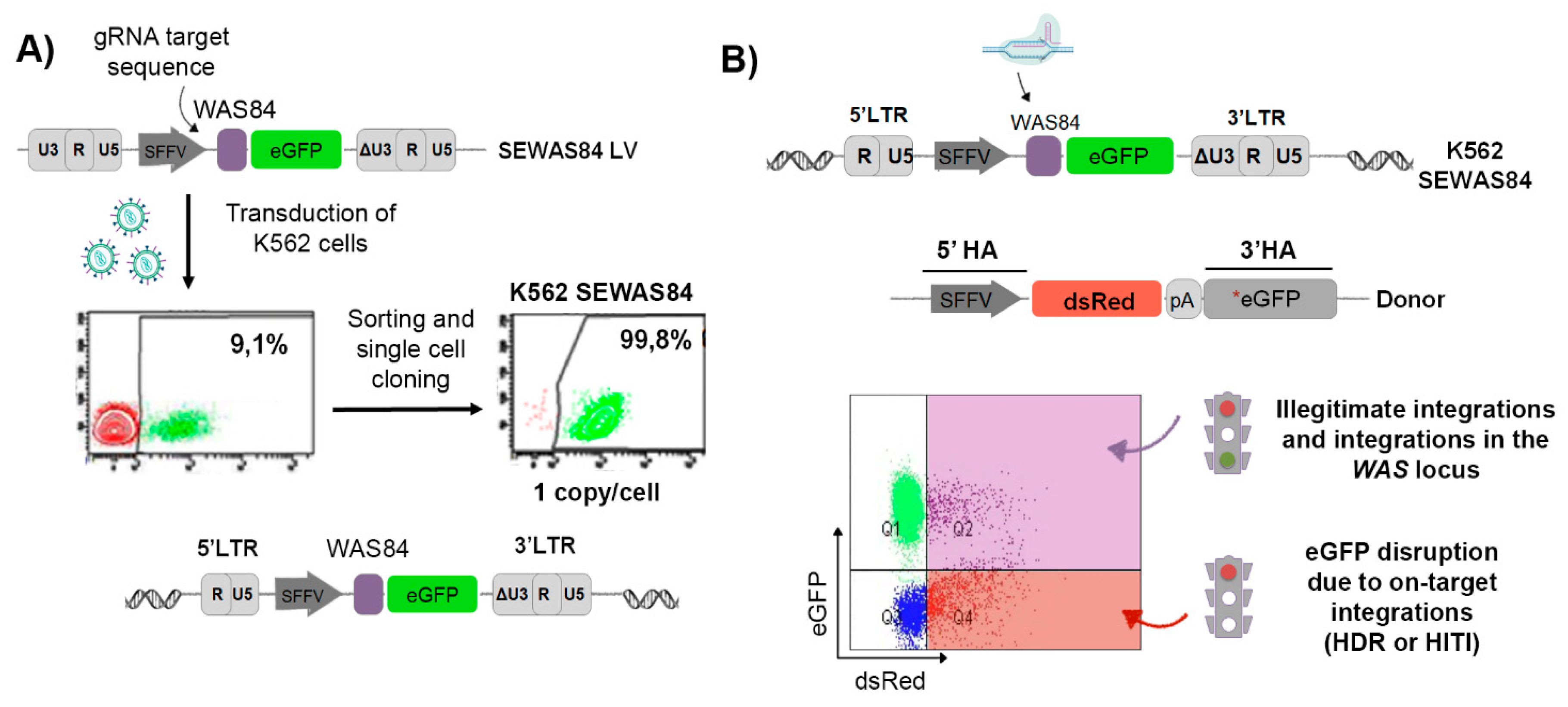 Cells 09 01492 g001 Cells 09 01492 g001