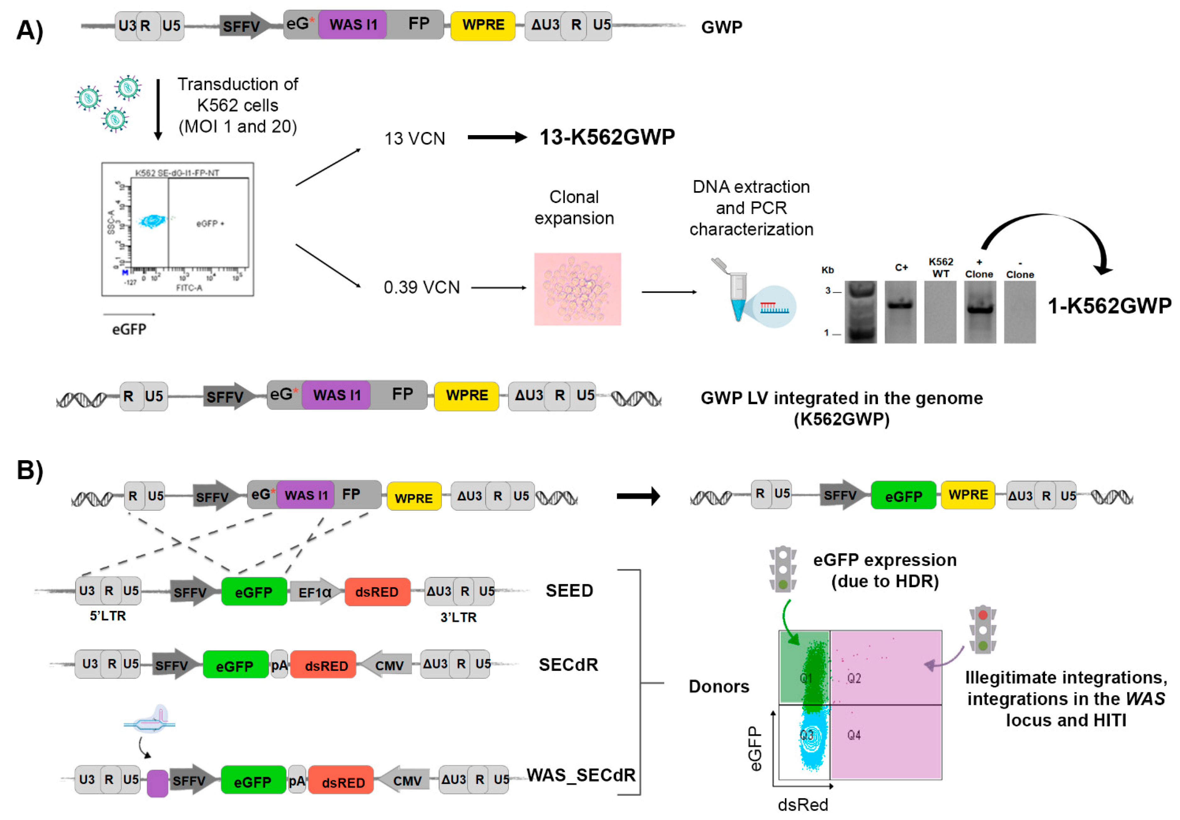Cells 09 01492 g003 Cells 09 01492 g003