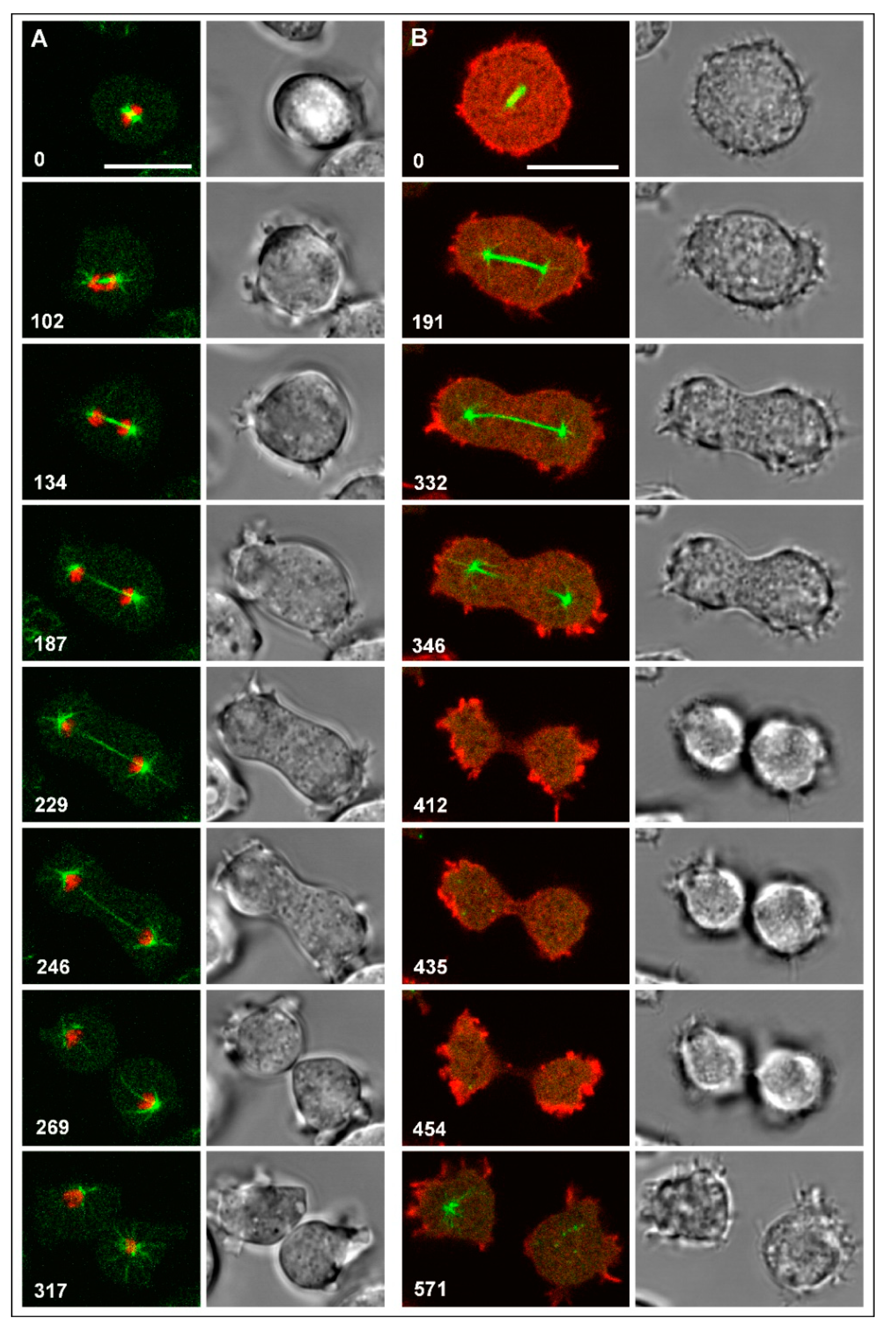 Cells 09 01493 g001 Cells 09 01493 g001