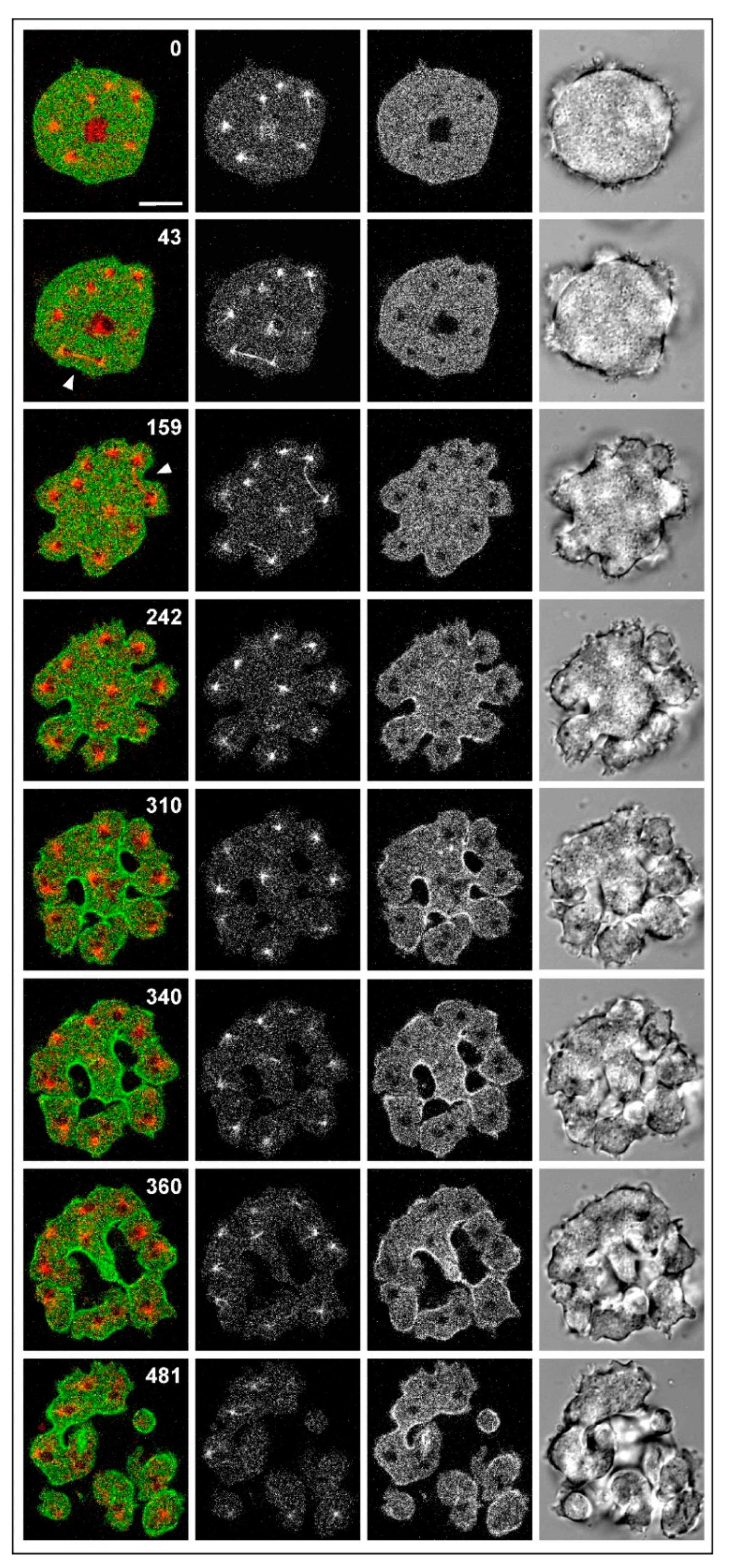 Cells 09 01493 g003 Cells 09 01493 g003