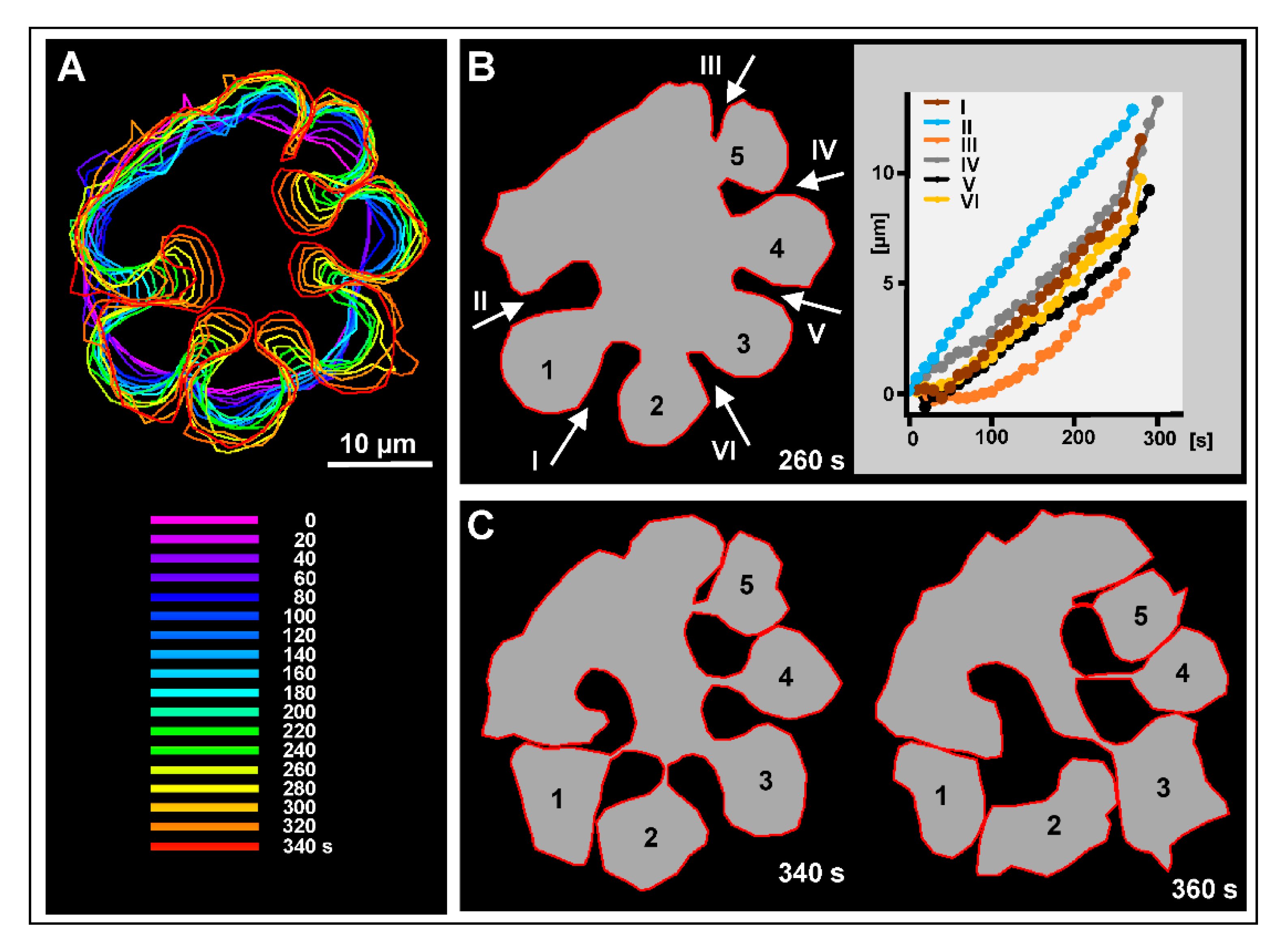 Unilateral Cleavage Furrows in Multinucleate Cells