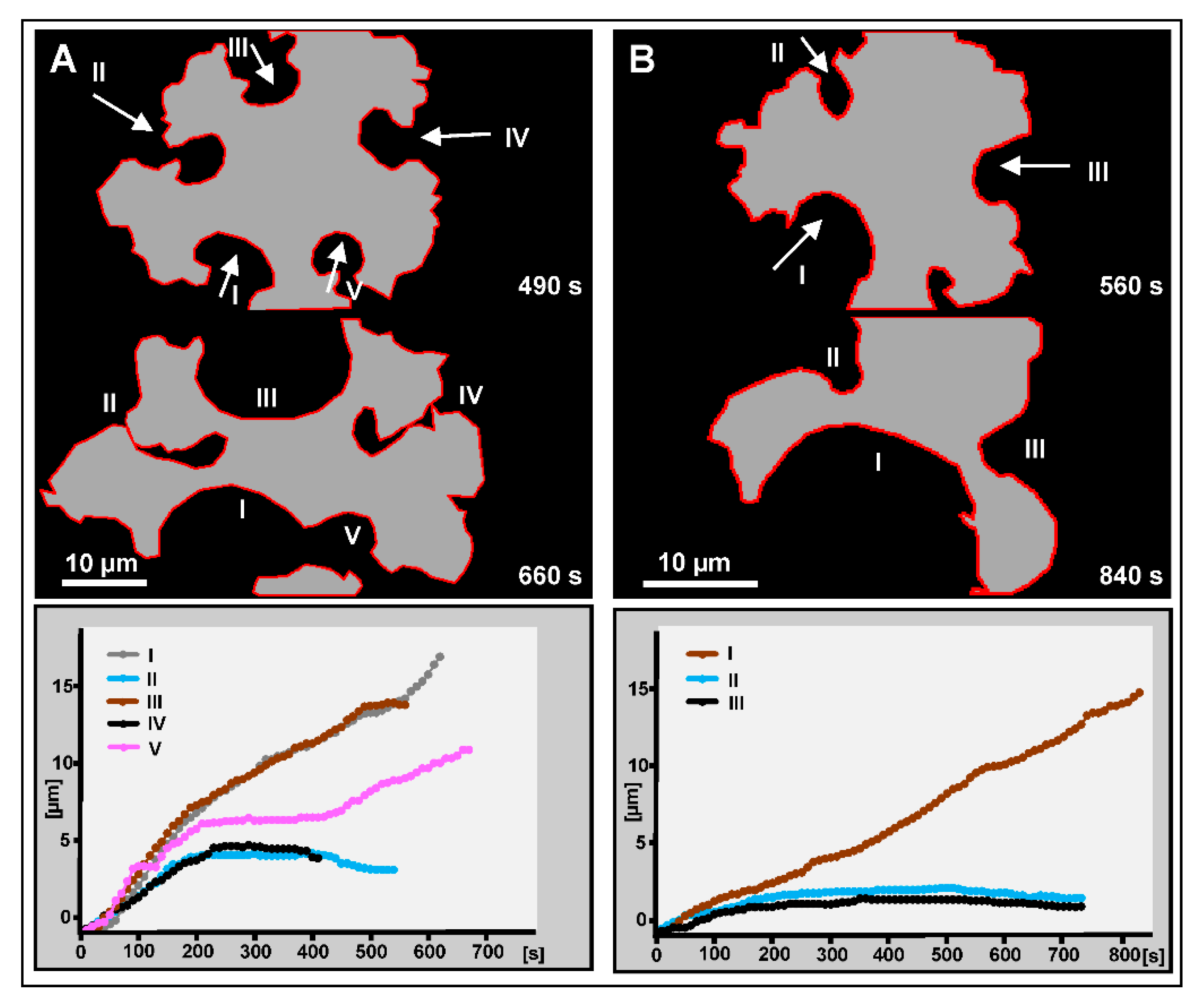 Cells 09 01493 g007 Cells 09 01493 g007