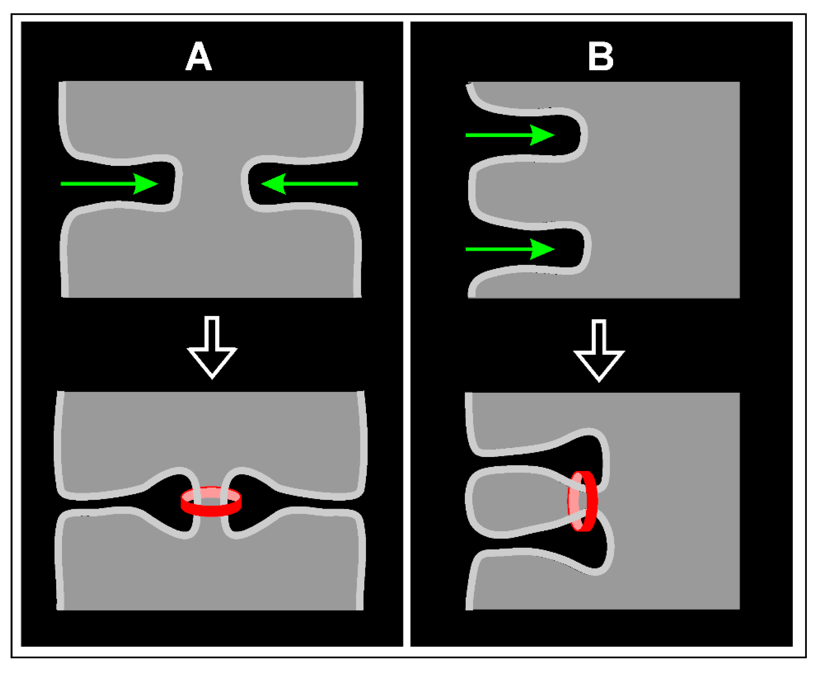 Cells 09 01493 g008 Cells 09 01493 g008