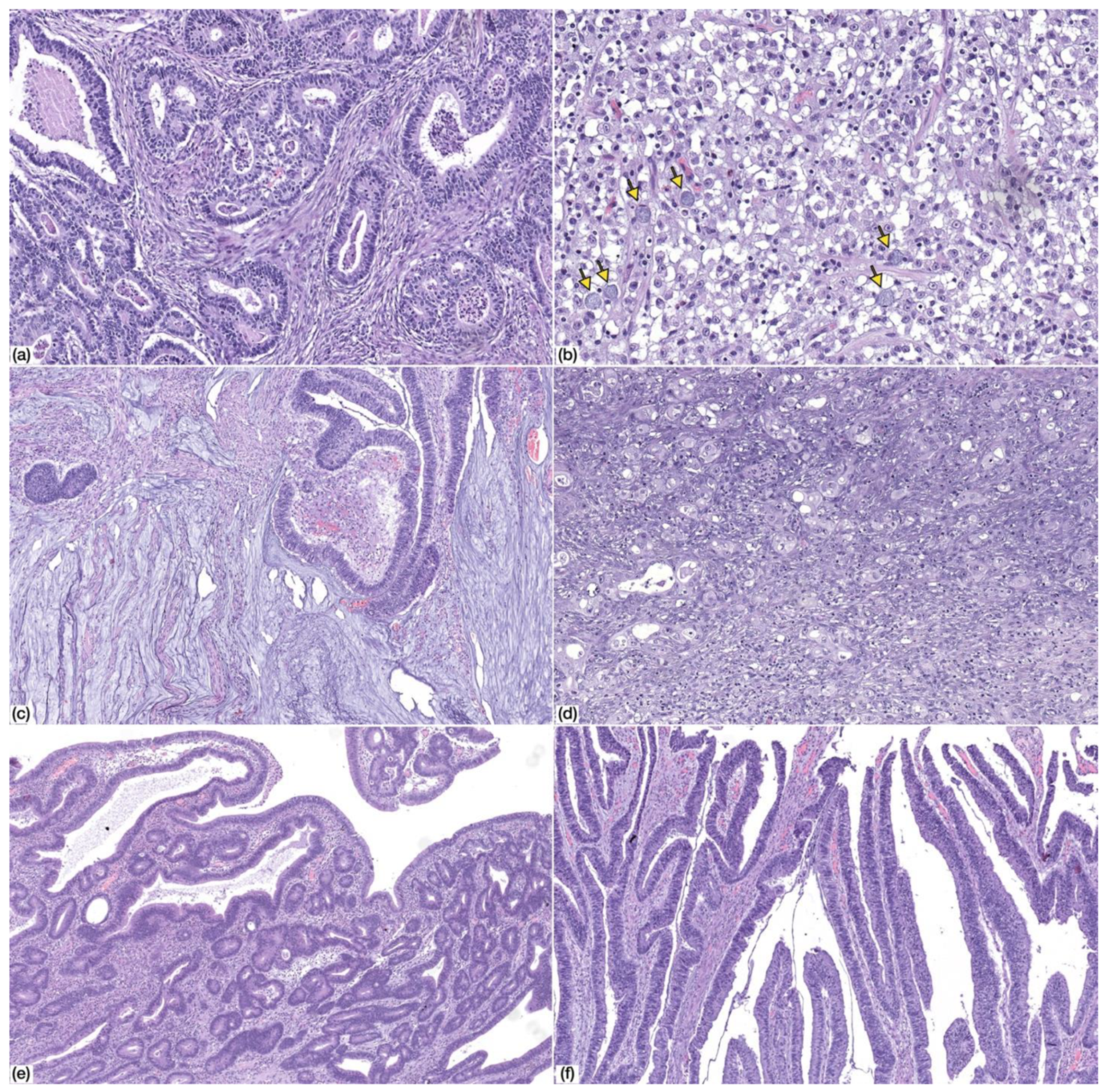 Cells 09 01498 g002 Cells 09 01498 g002