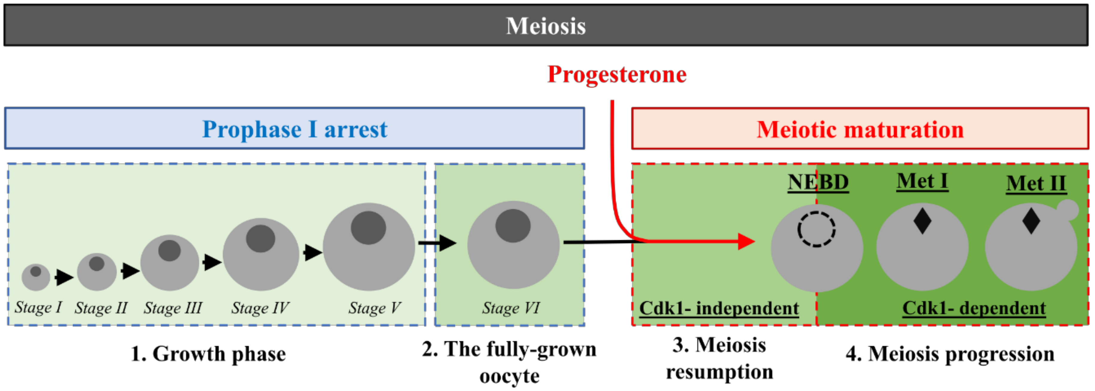 Oogenesis Meiosis