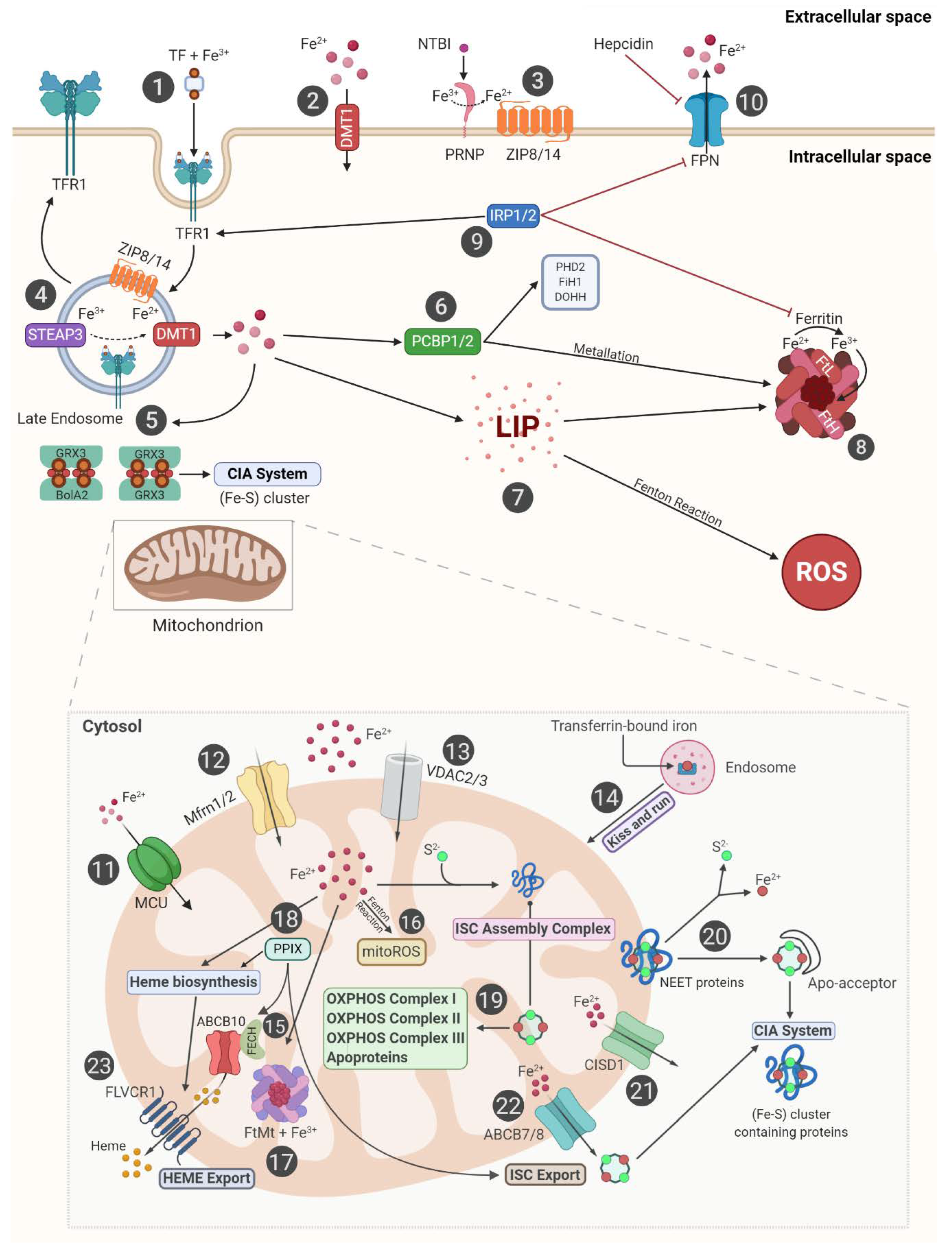 Cells 09 01505 g002 Cells 09 01505 g002