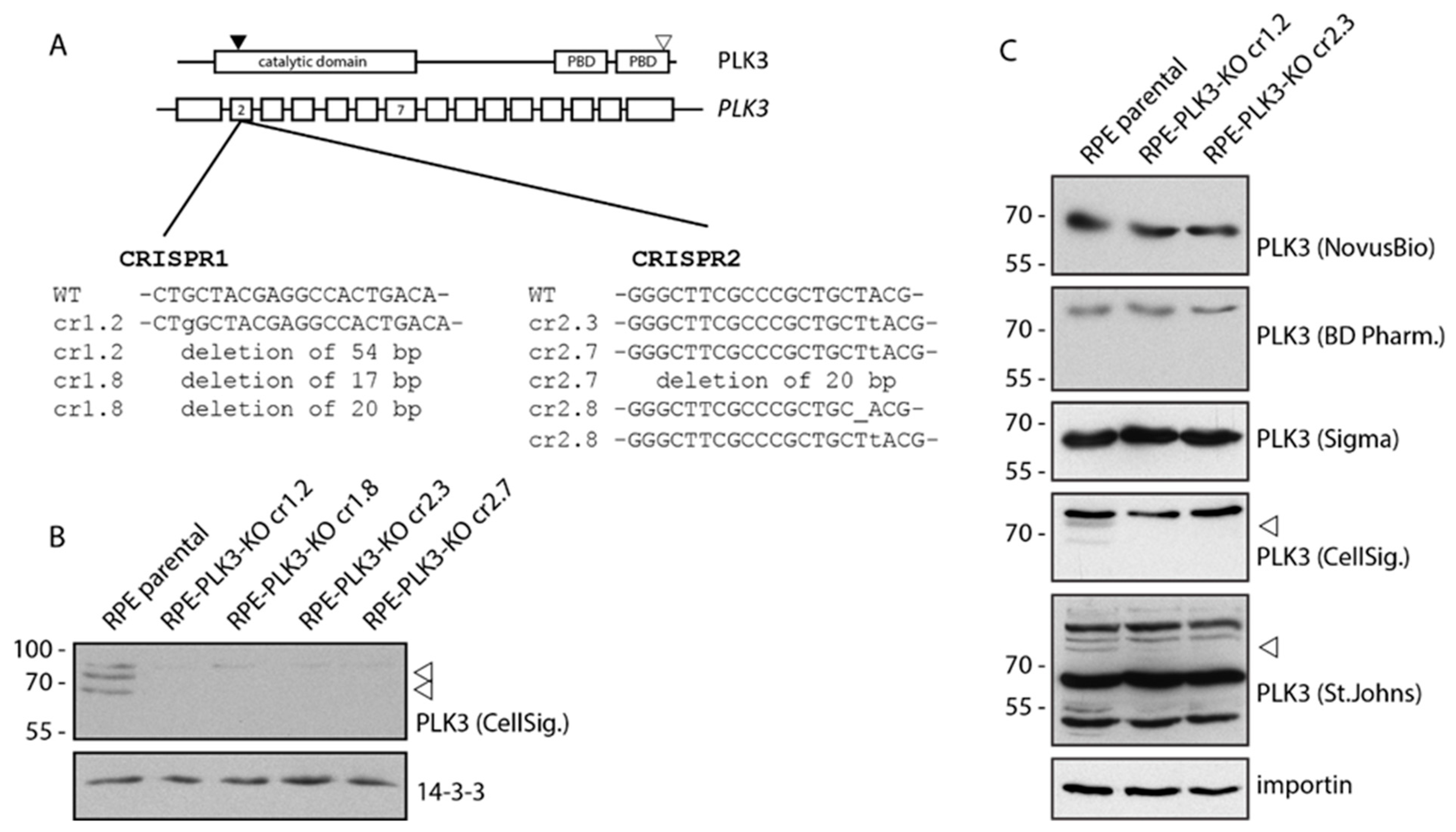 Cells 09 01506 g003 Cells 09 01506 g003
