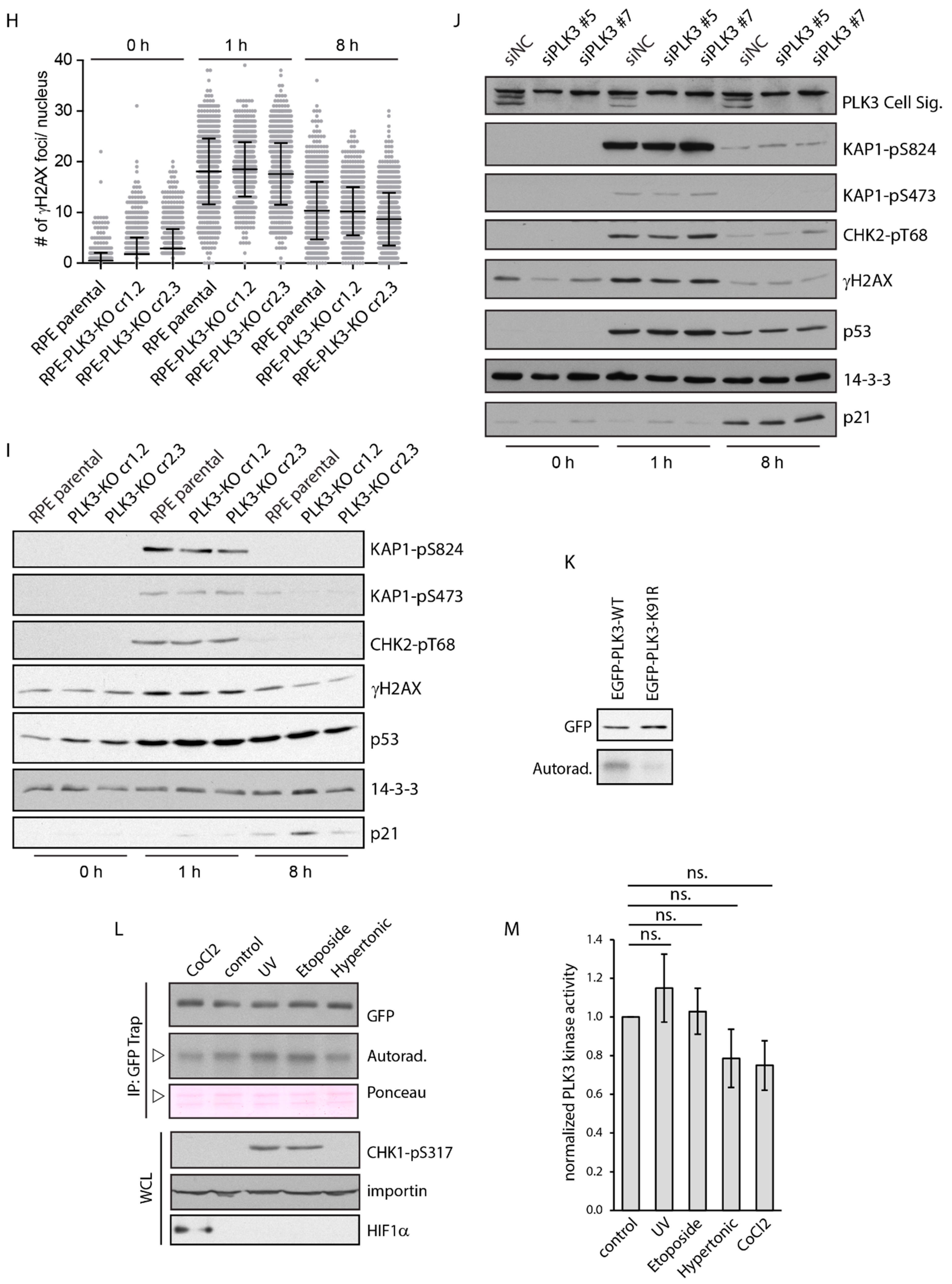Cells 09 01506 g004b Cells 09 01506 g004b