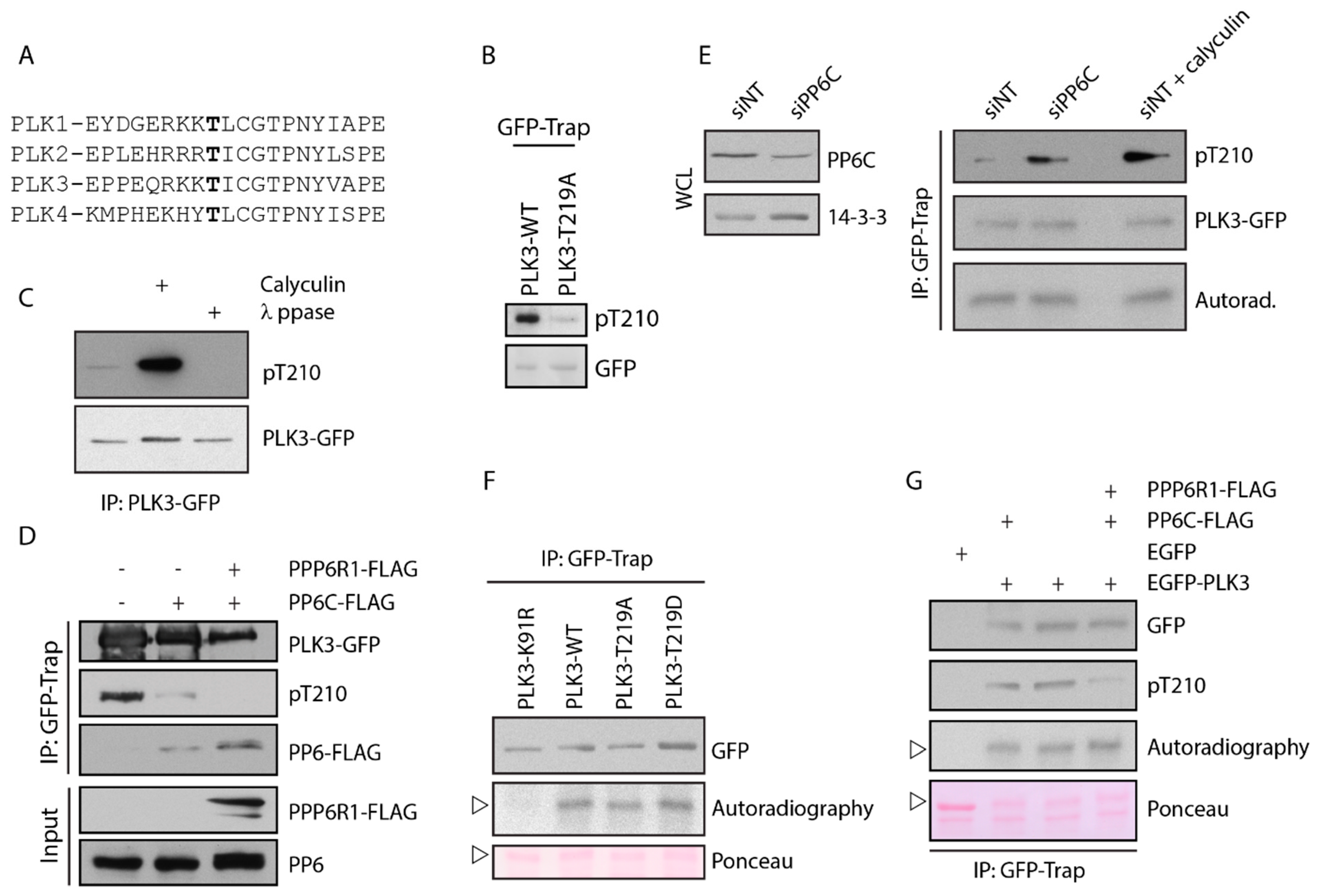 Cells 09 01506 g006 Cells 09 01506 g006