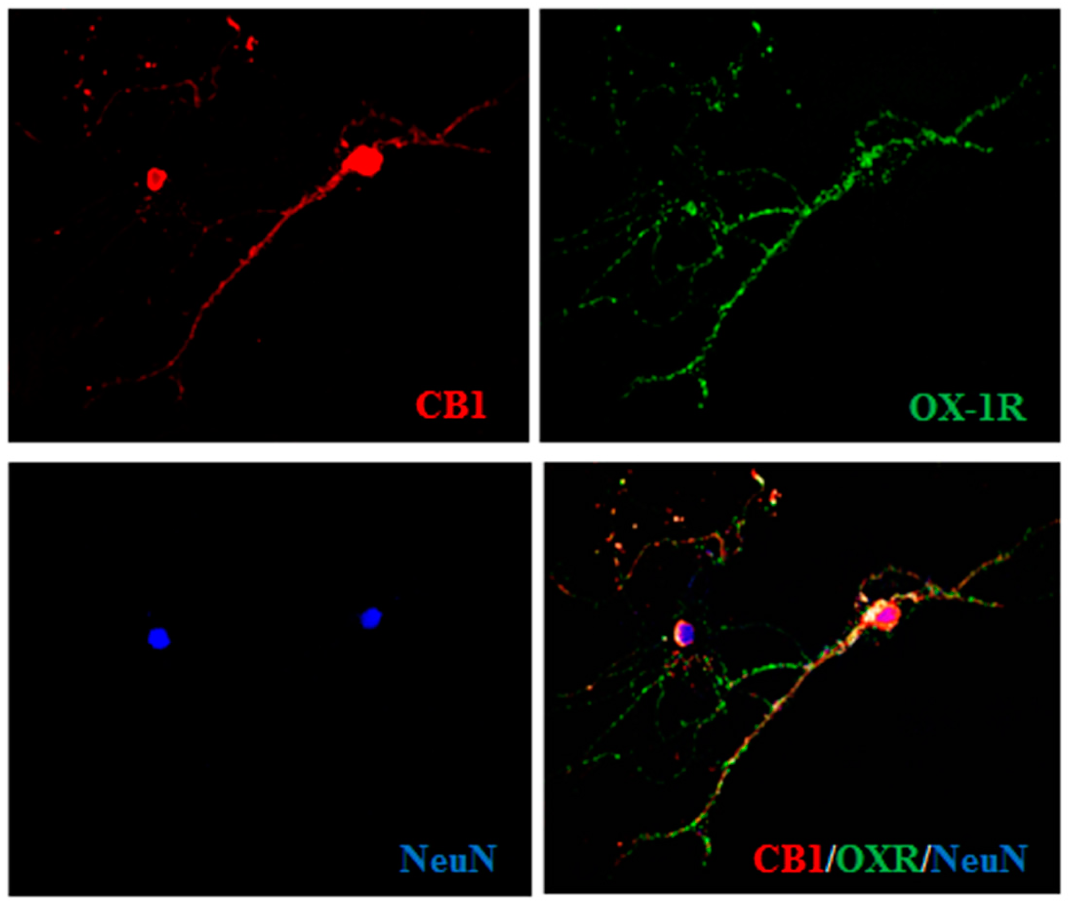 Cells 09 01507 g002 Cells 09 01507 g002