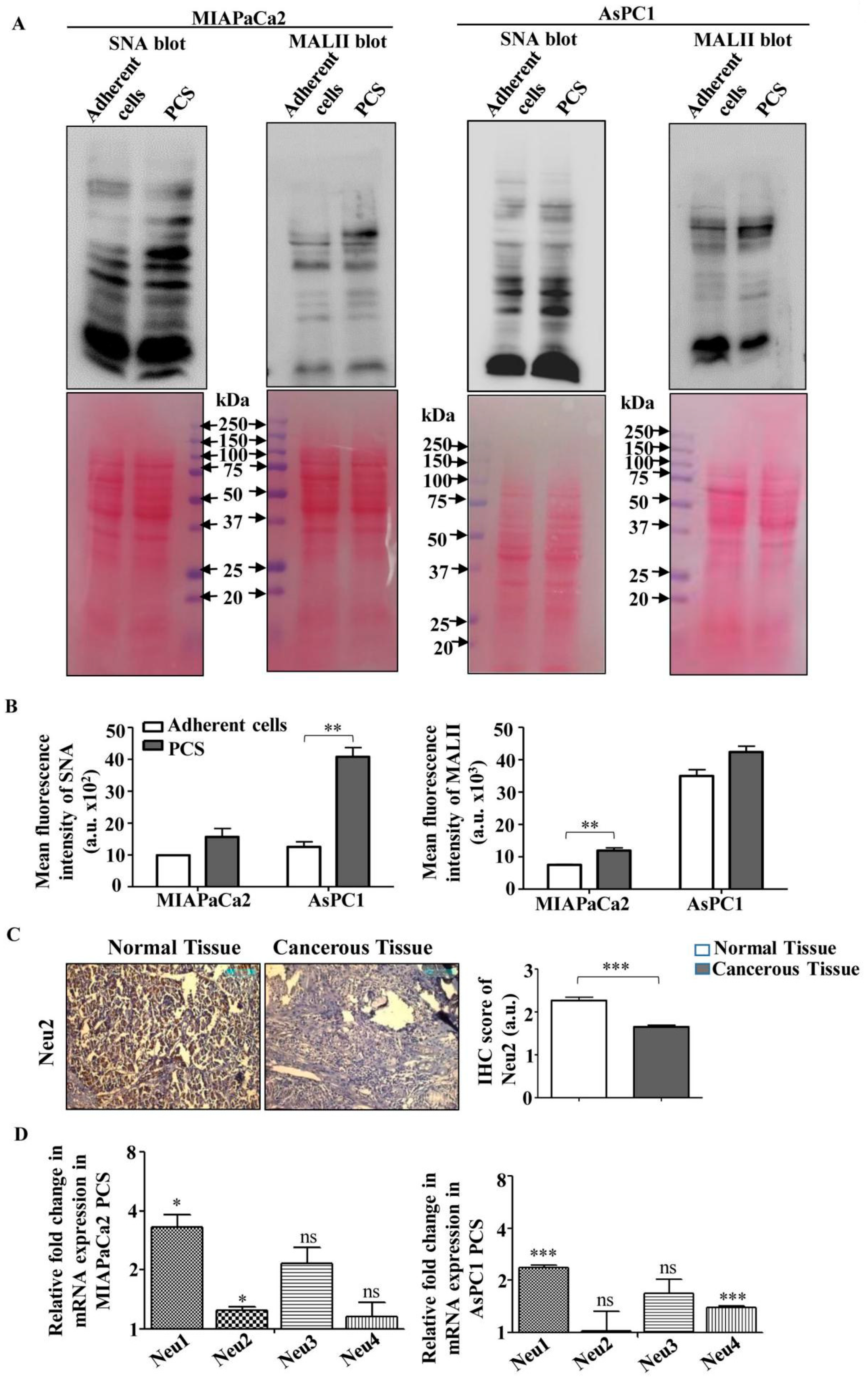 Cells 09 01512 g002 Cells 09 01512 g002