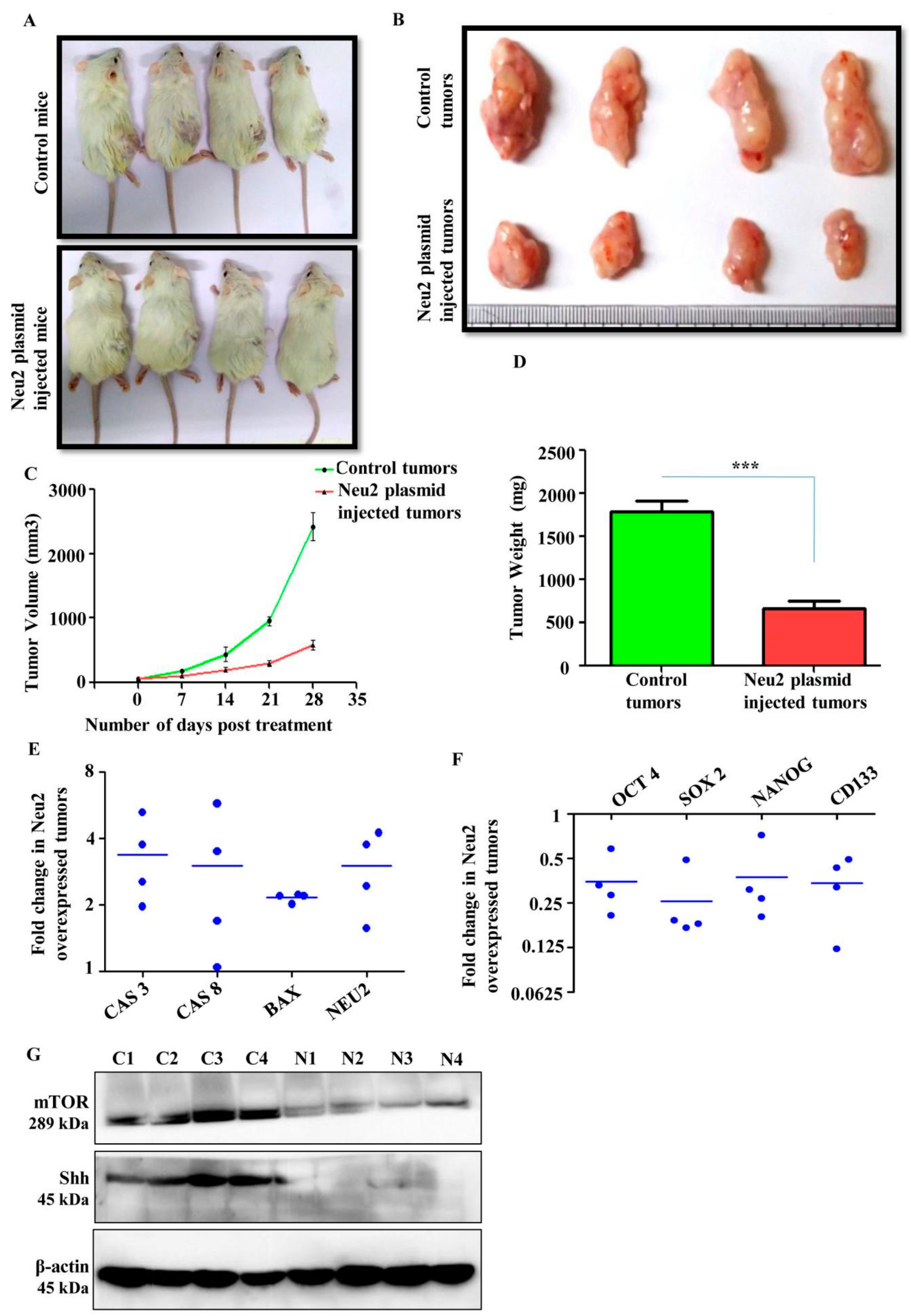 Cells 09 01512 g007 Cells 09 01512 g007