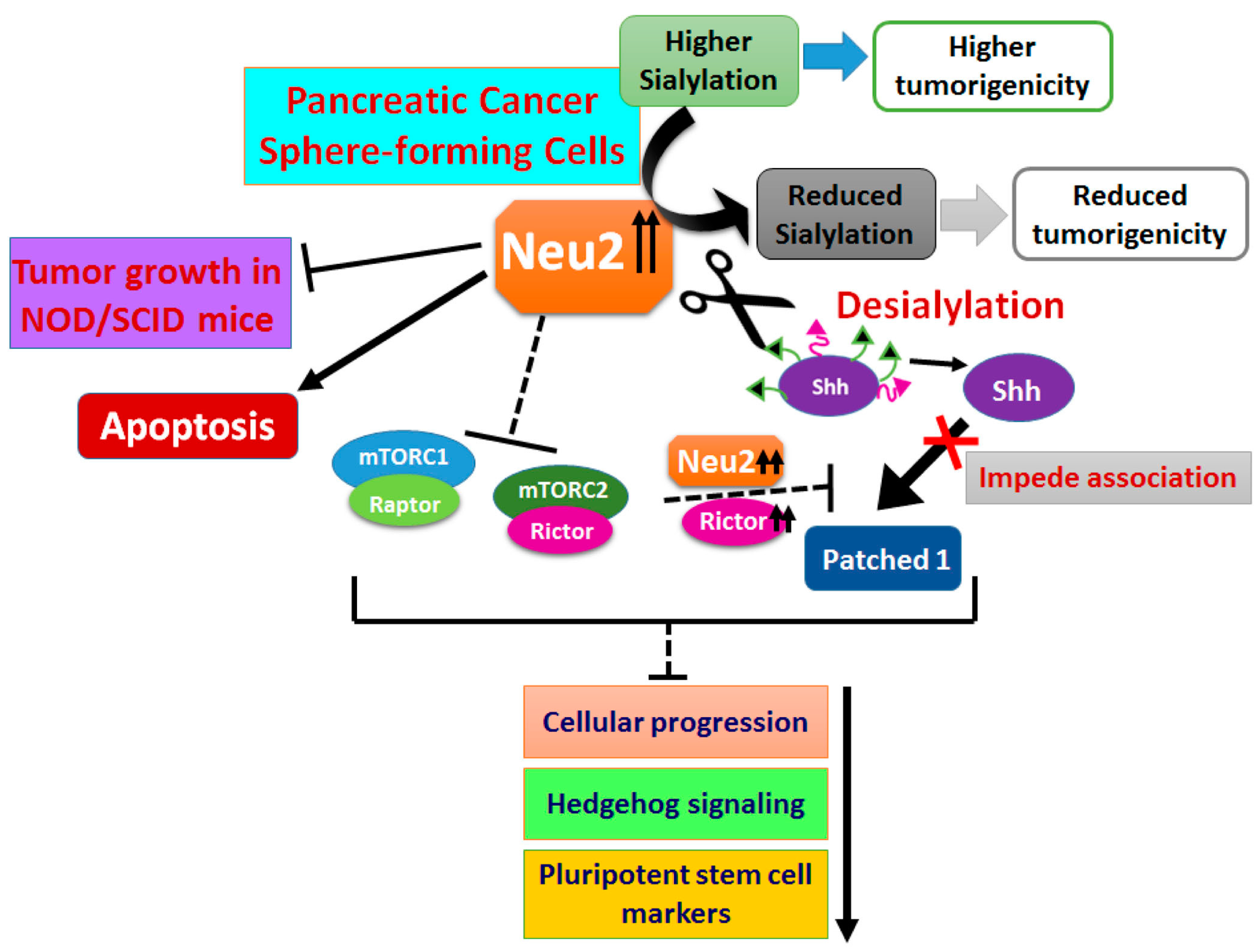 Cells 09 01512 g008 Cells 09 01512 g008