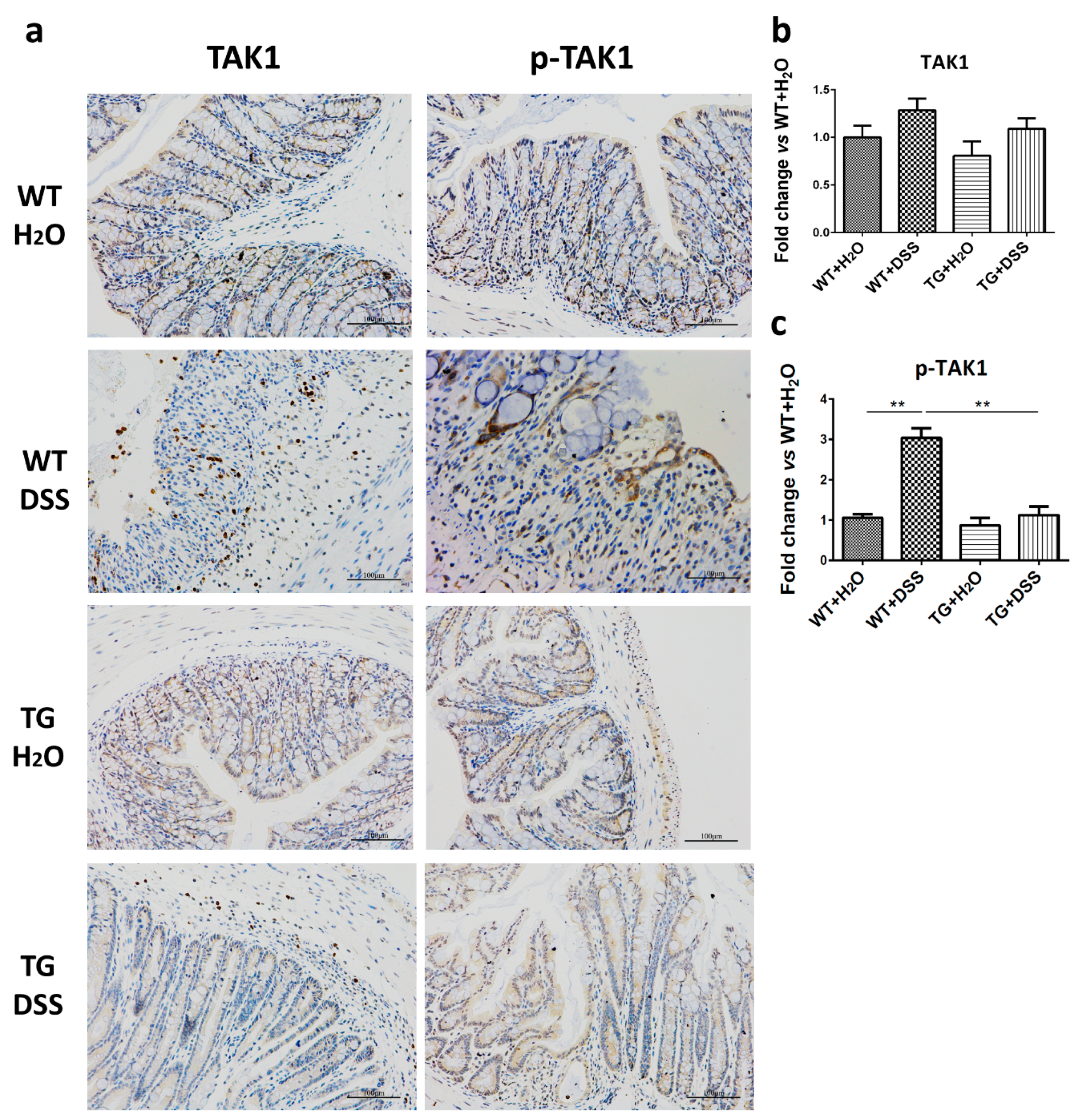 Cells 09 01513 g007 Cells 09 01513 g007