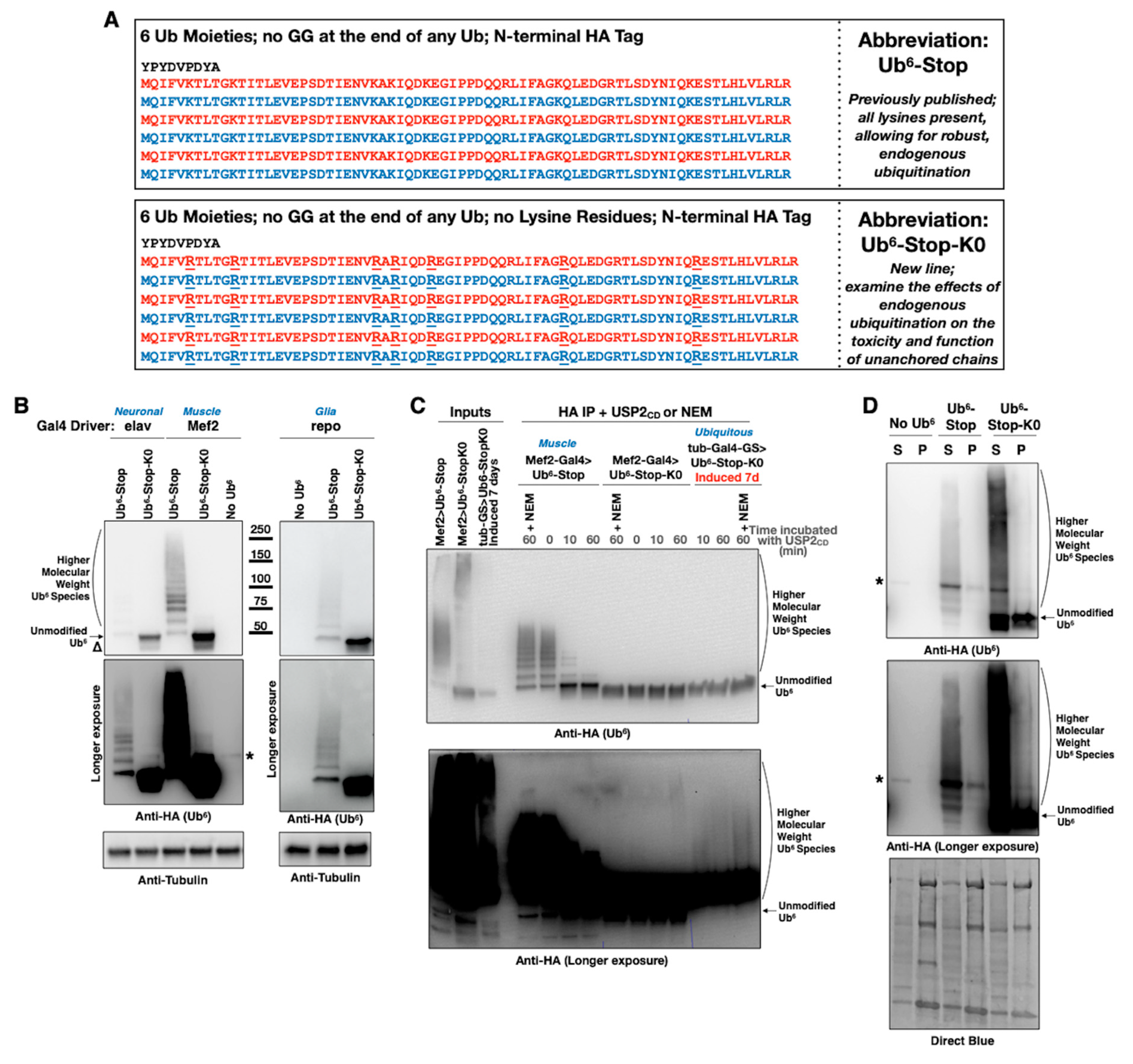 Cells | Free Full-Text | Isoleucine 44 Hydrophobic Patch Controls Toxicity of Unanchored, Linear Ubiquitin Chains NF-κB Signaling | HTML