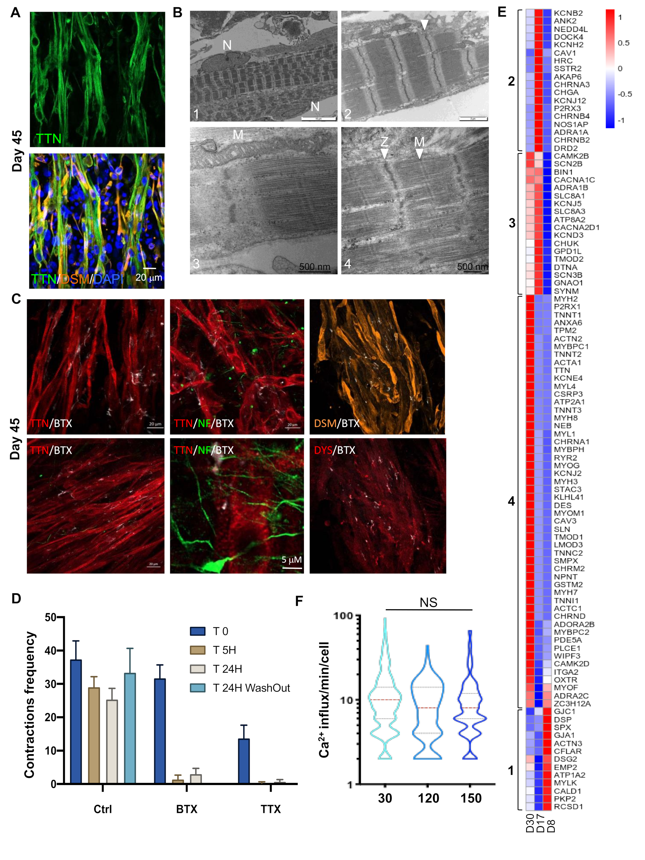 Cells 09 01531 g002 Cells 09 01531 g002