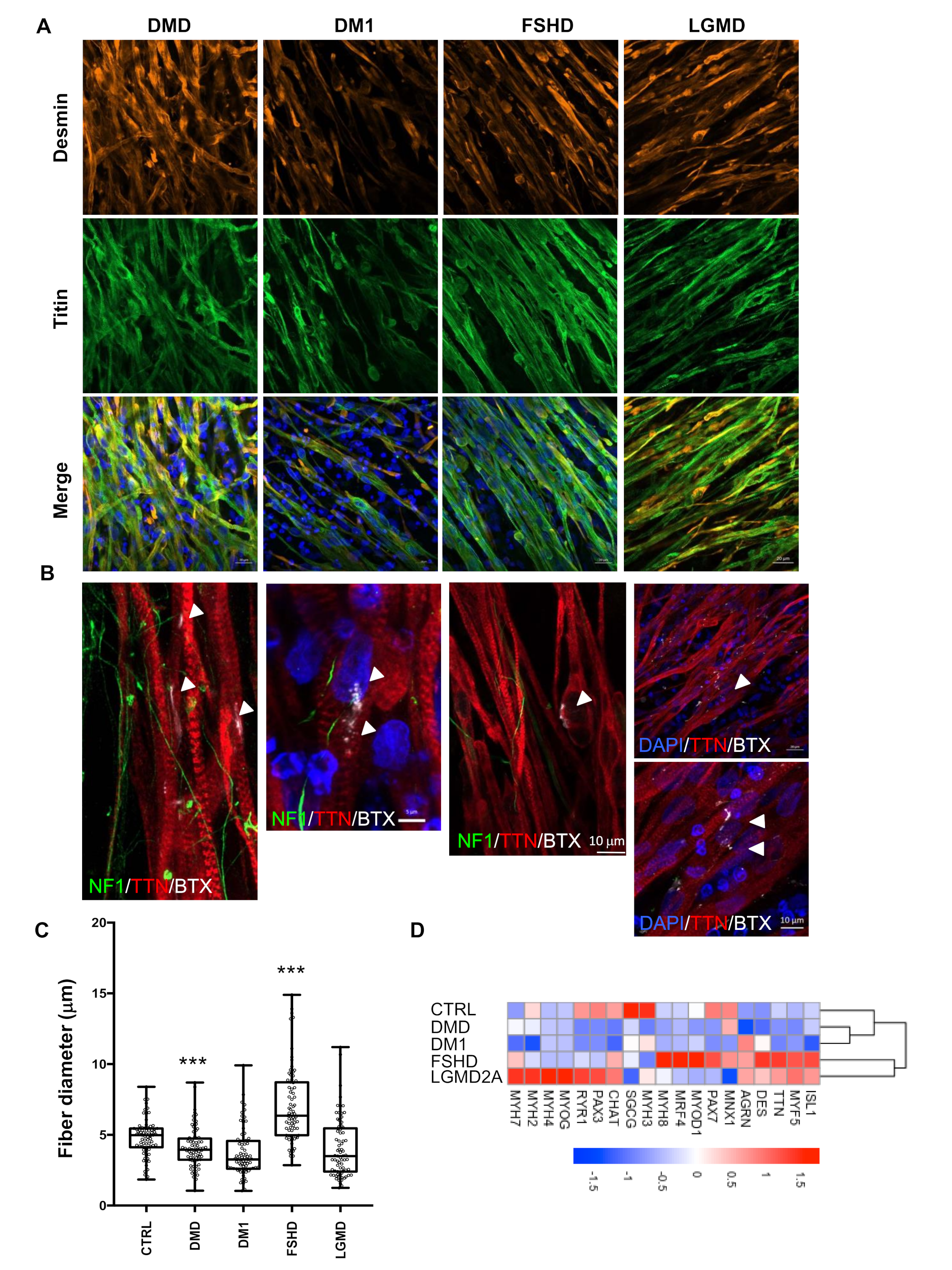 Cells 09 01531 g005 Cells 09 01531 g005