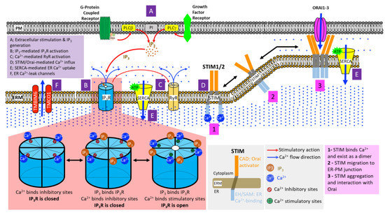 Cells Free Full Text Lessons From The Endoplasmic Reticulum Ca2 Transporters A Cancer Connection Html