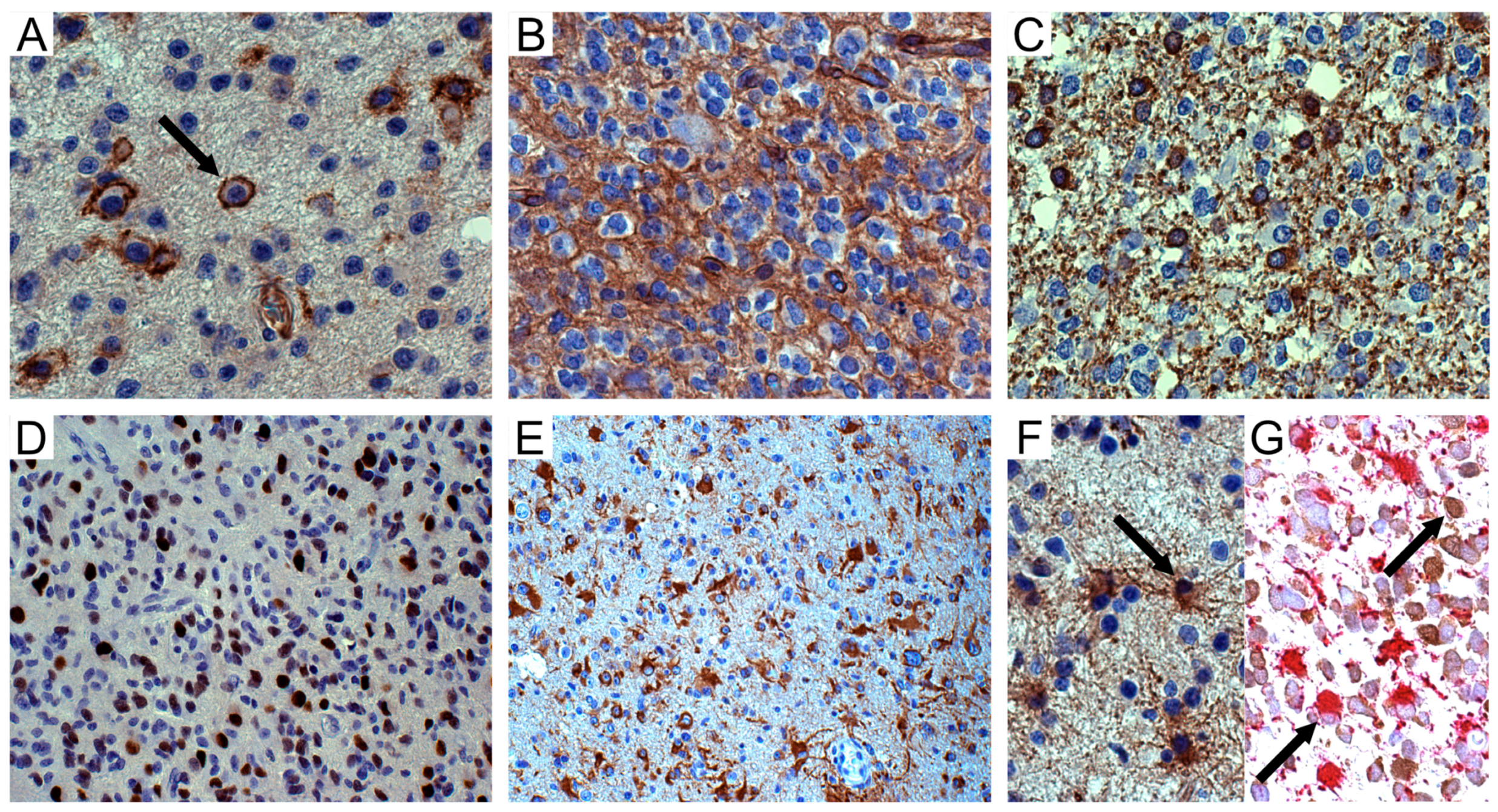 Cells 09 01538 g001 Cells 09 01538 g001