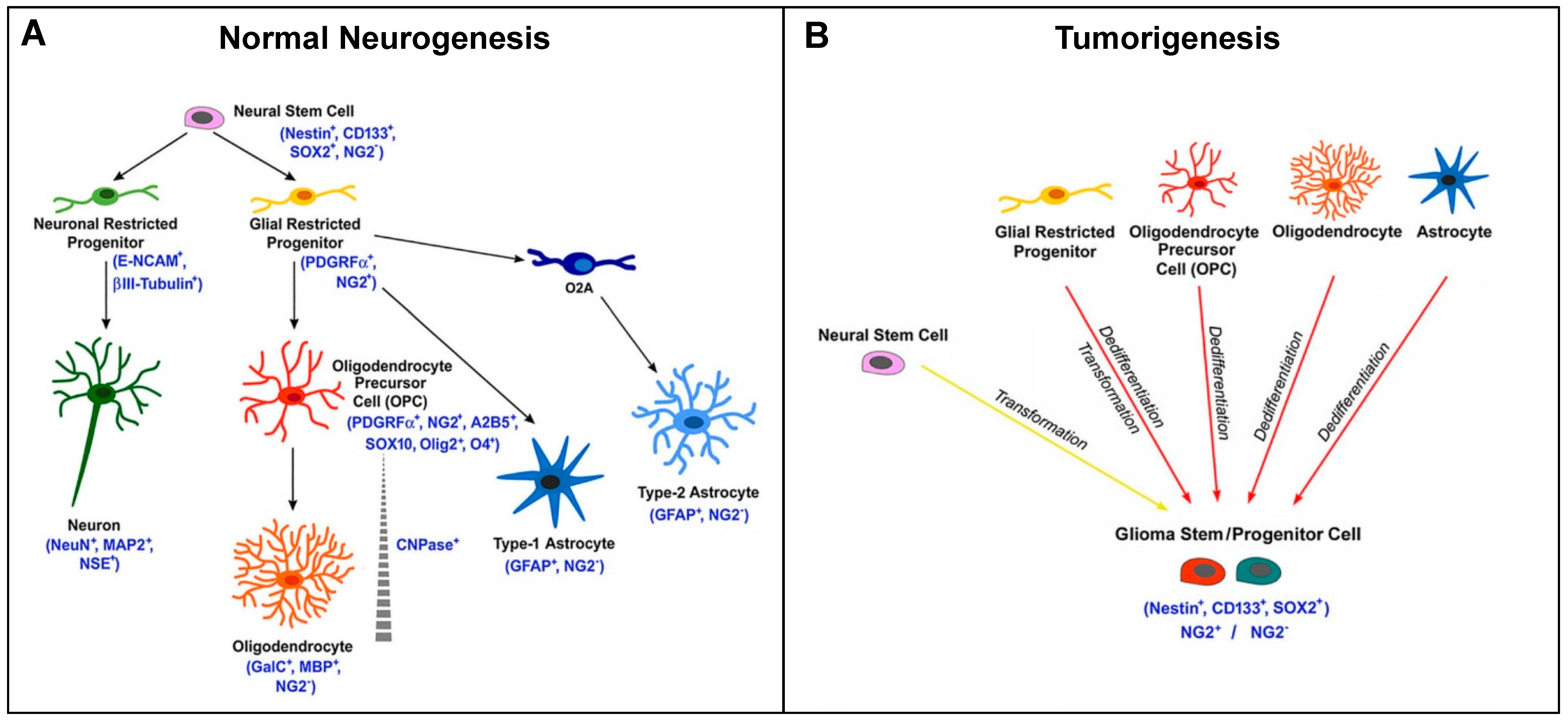 Cells 09 01538 g005 Cells 09 01538 g005