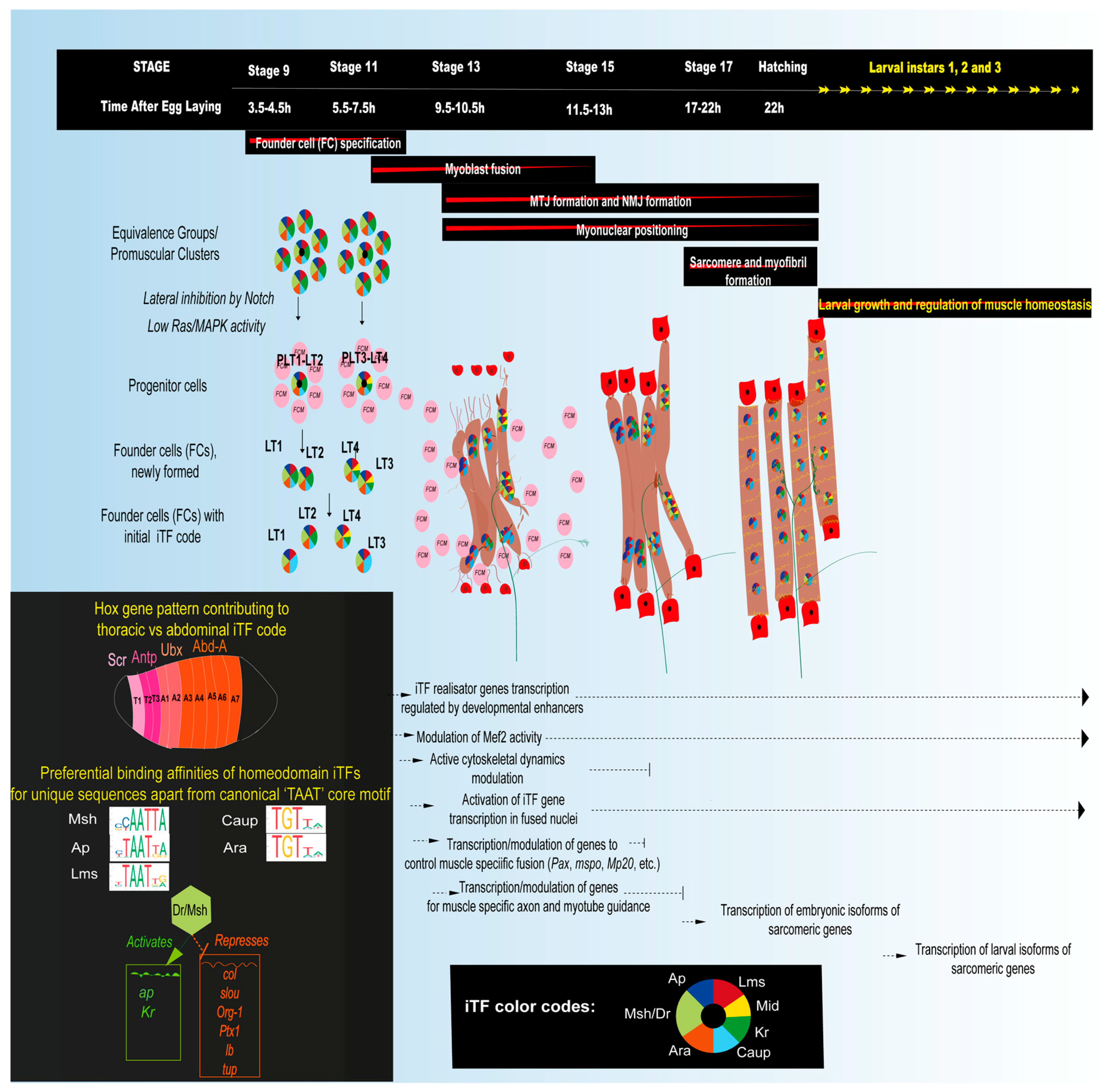 Cells 09 01543 g002 Cells 09 01543 g002