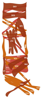 Cells 09 01543 i001 Cells 09 01543 i001