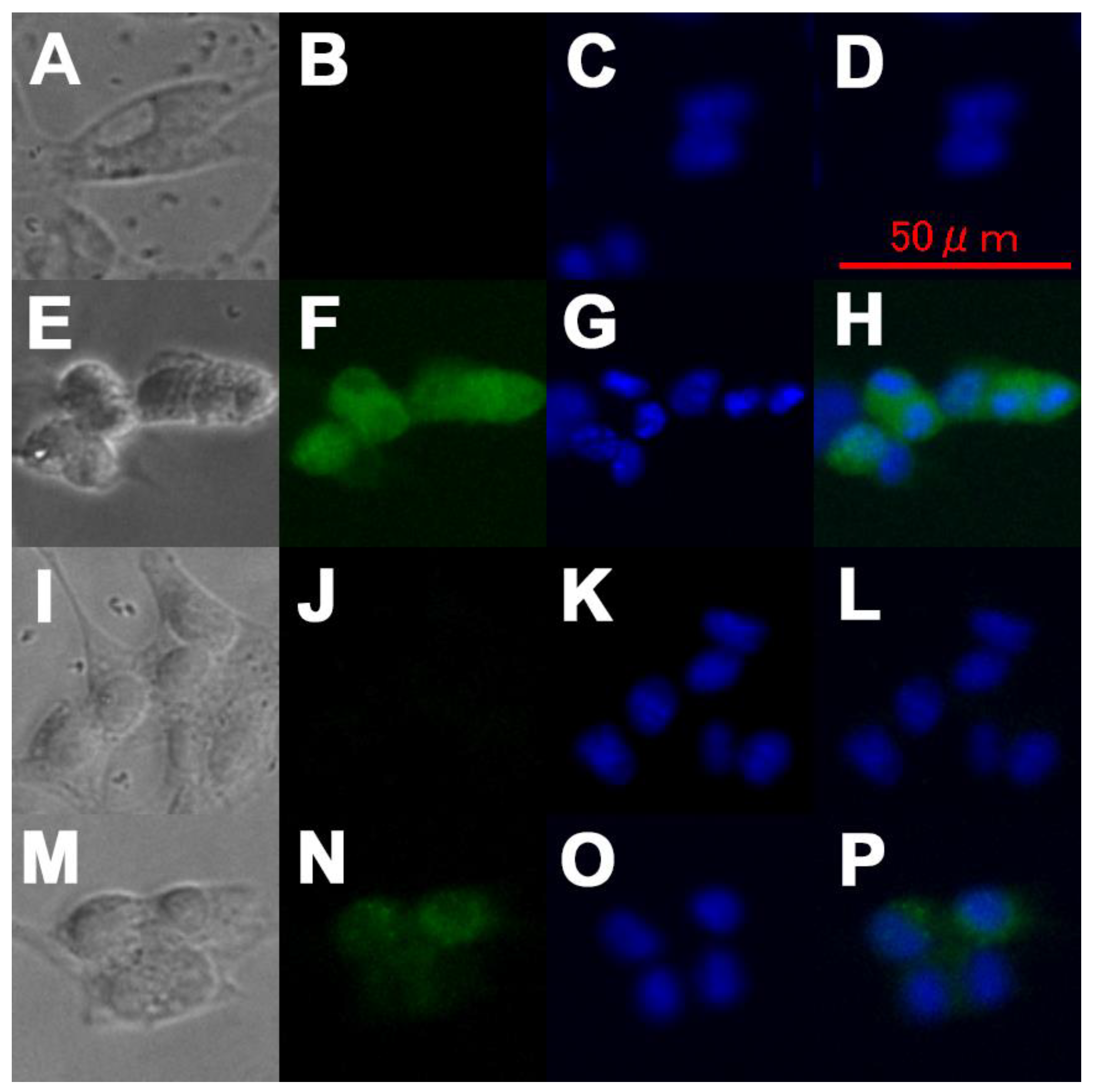 Cells 09 01551 g002 Cells 09 01551 g002