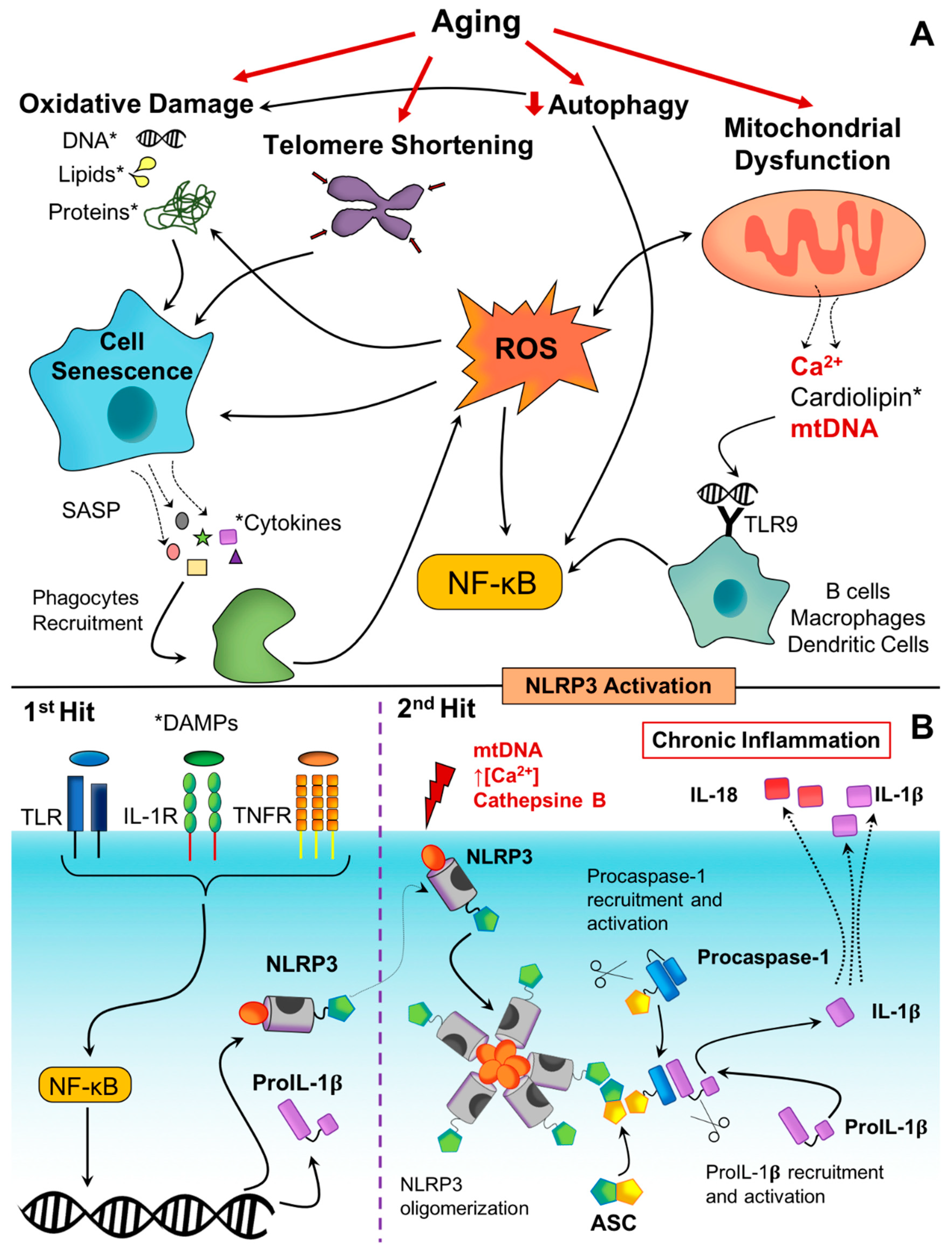 Cells 09 01552 g002 Cells 09 01552 g002