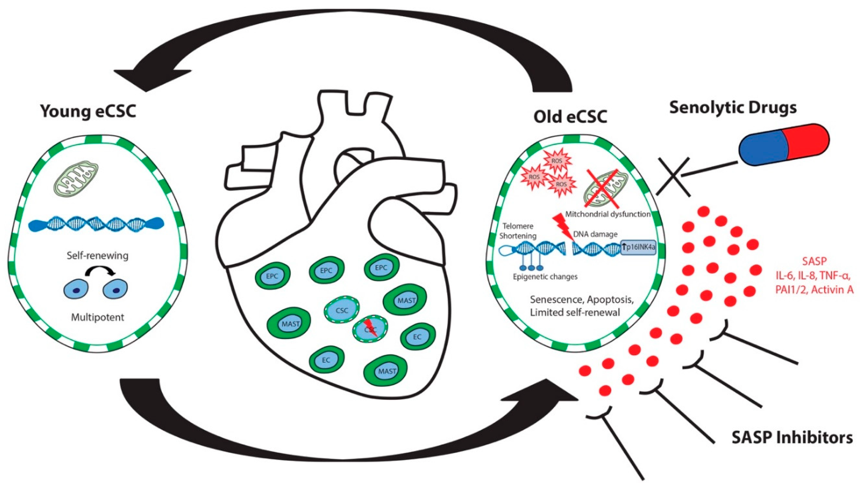 Cells 09 01558 g003 Cells 09 01558 g003