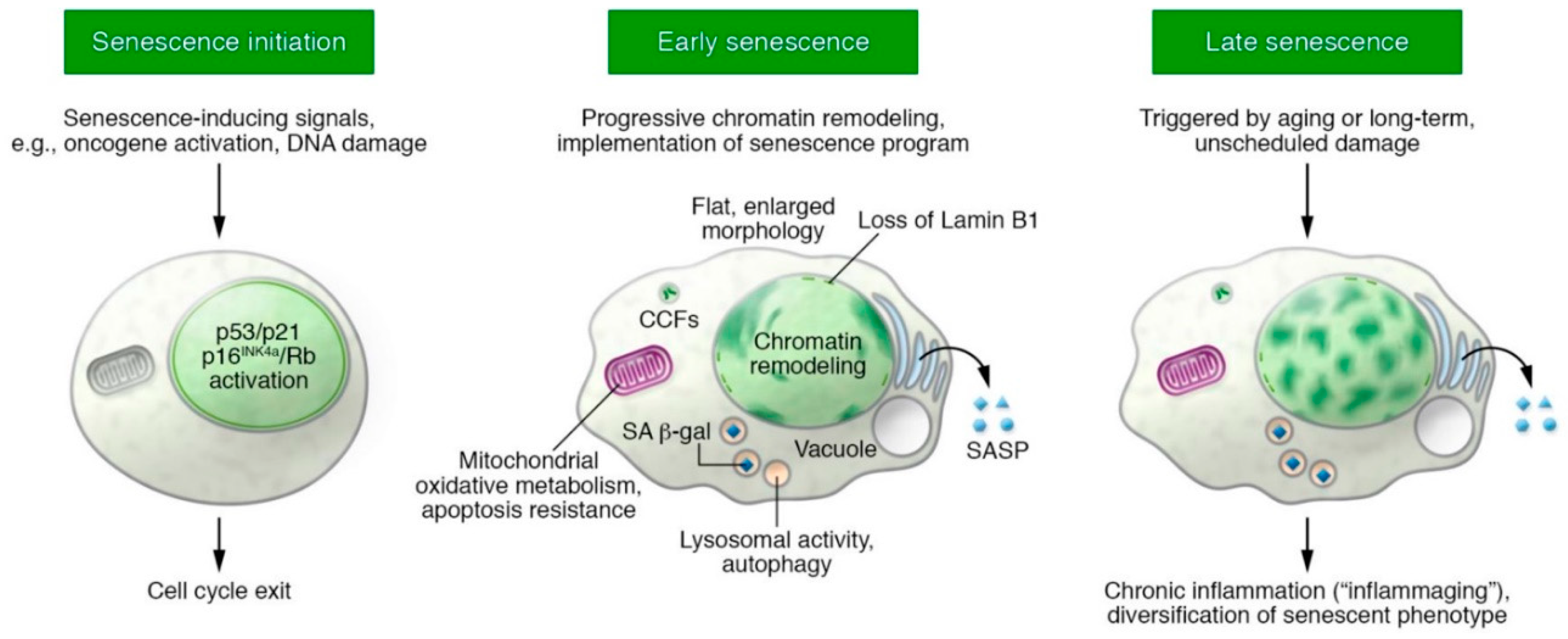 Cells 09 01558 g004 Cells 09 01558 g004