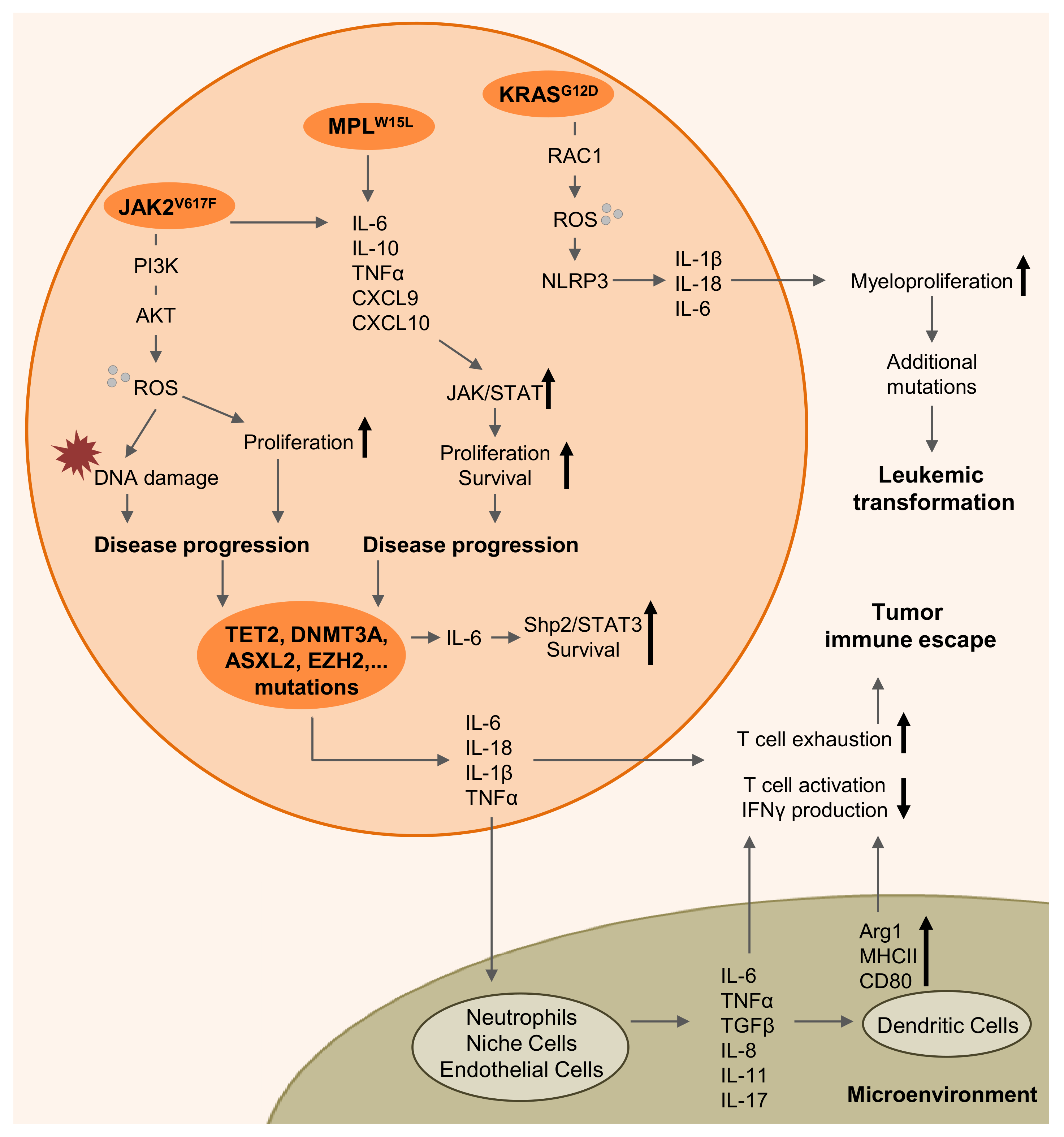Cells 09 01559 g001 Cells 09 01559 g001