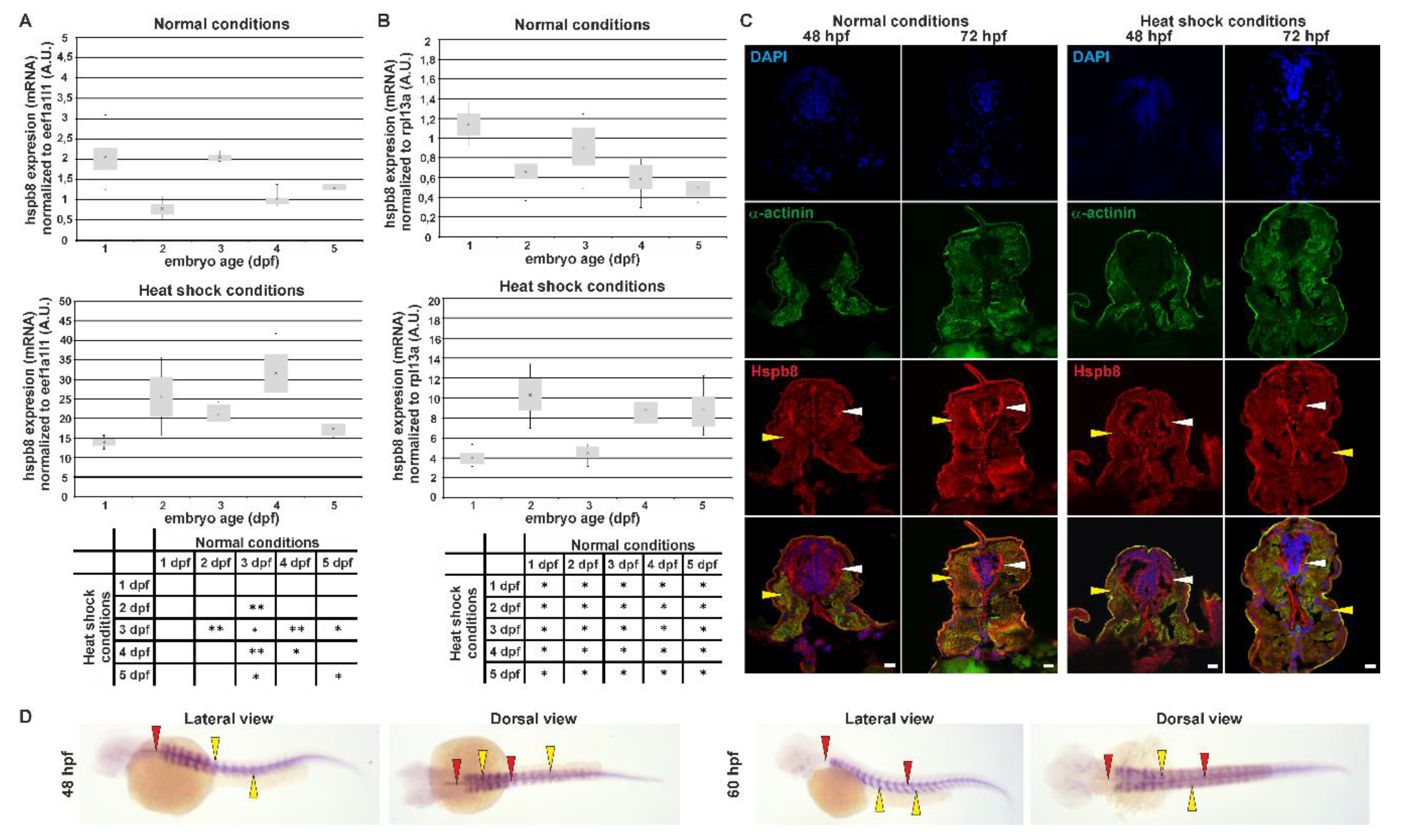 Cells 09 01562 g001 Cells 09 01562 g001